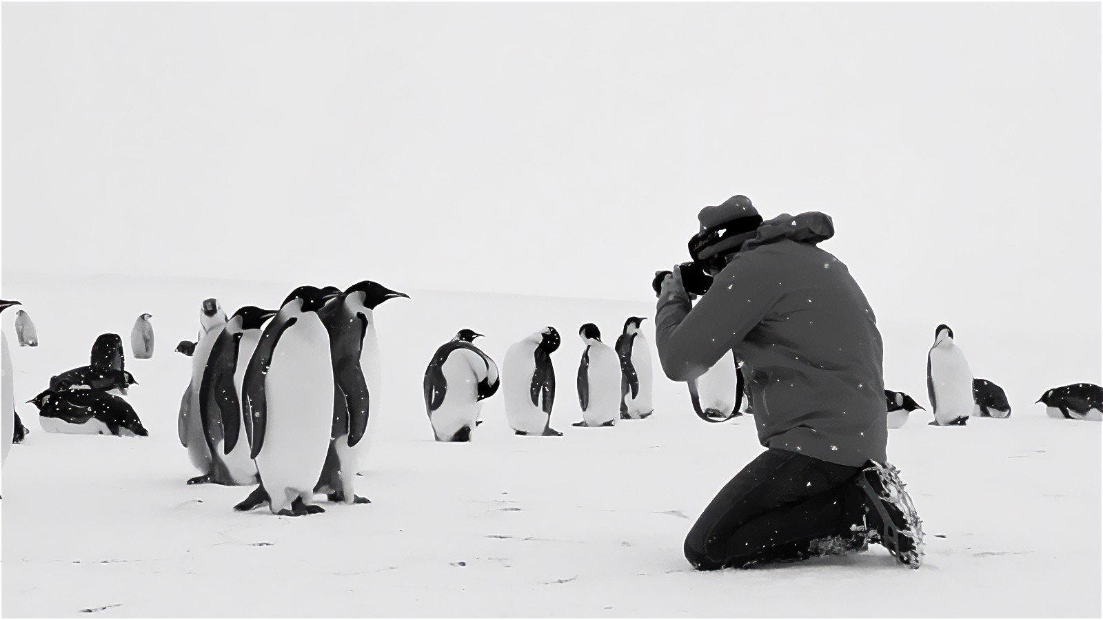 Antarctica Calling's poster