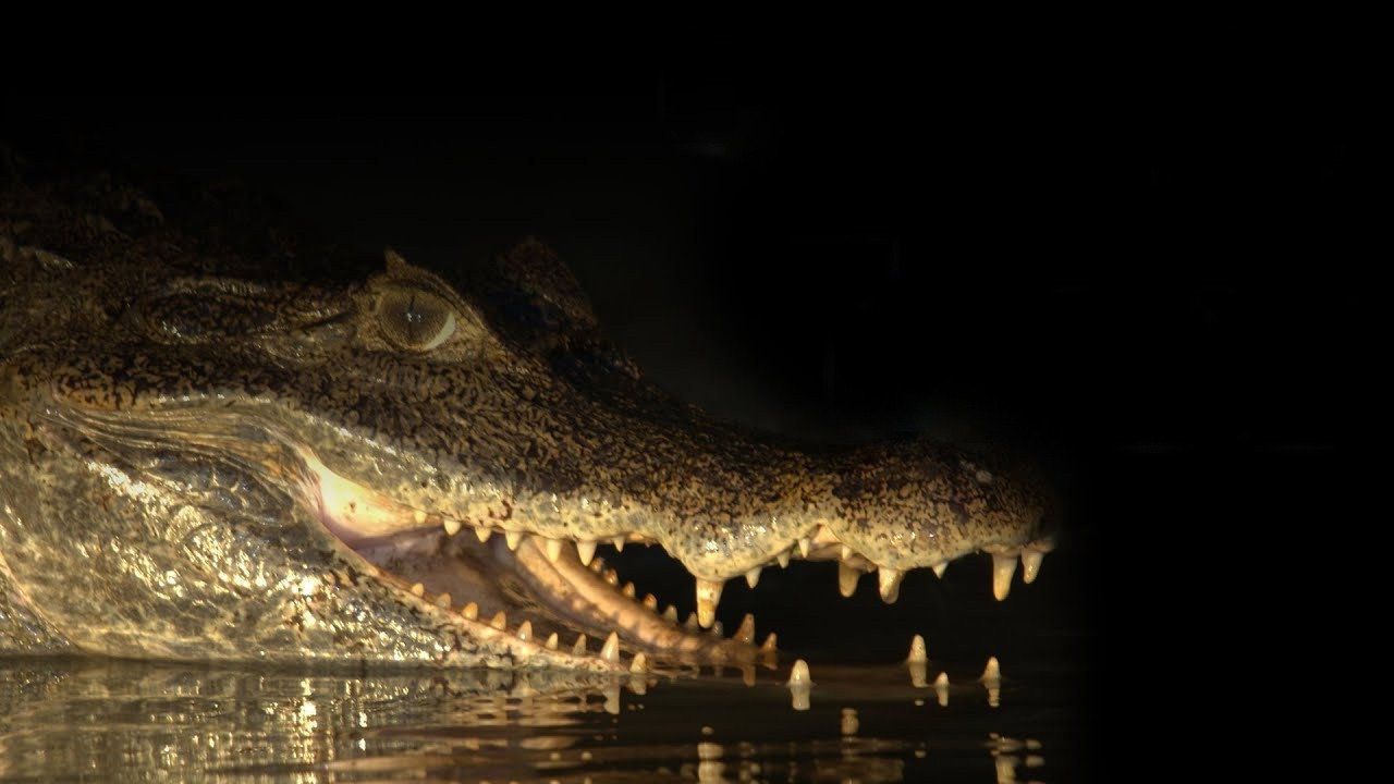 Capturing the Killer Croc's poster