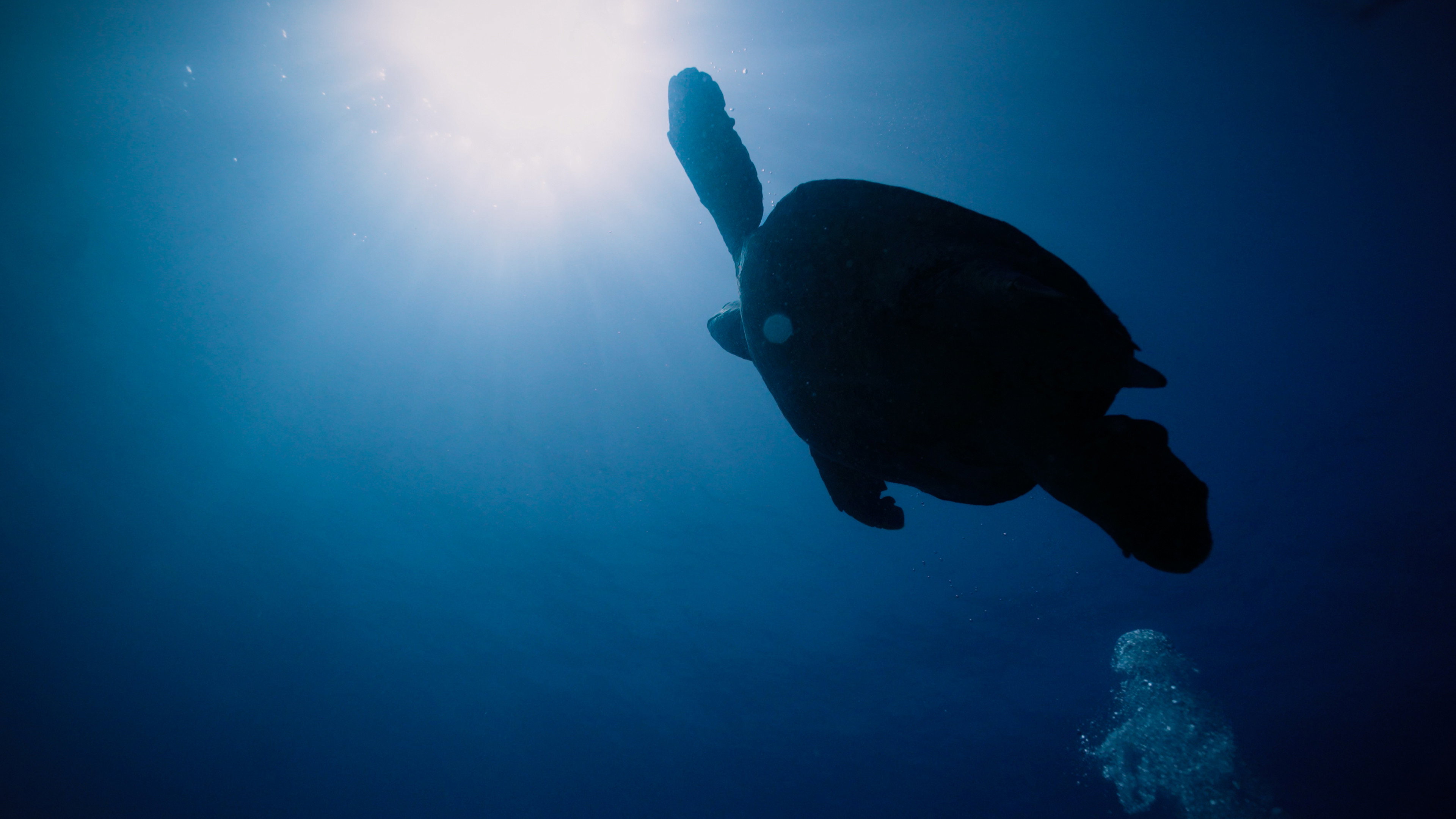 Return: Saving Turtles's poster