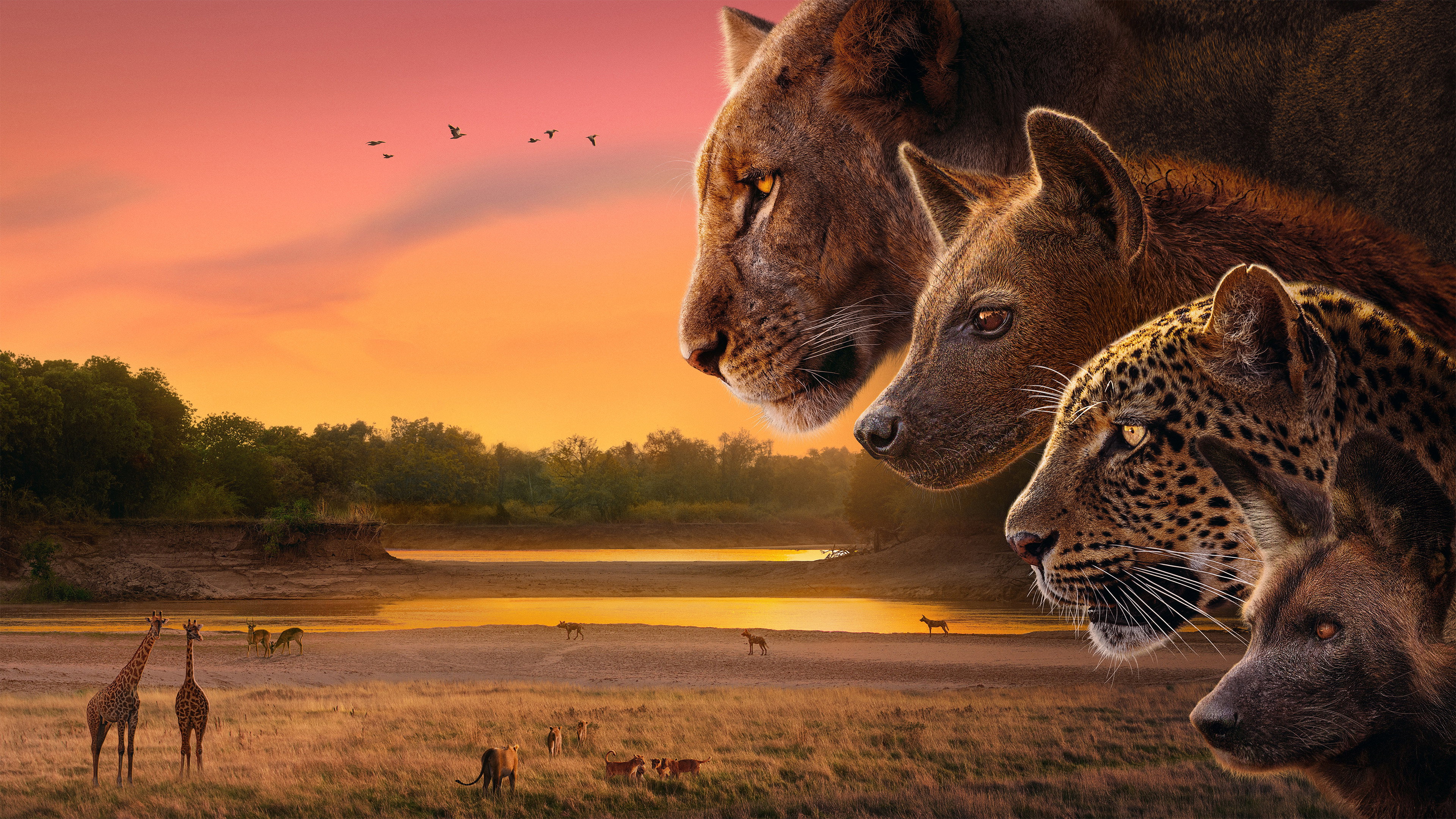 Kingdom's poster