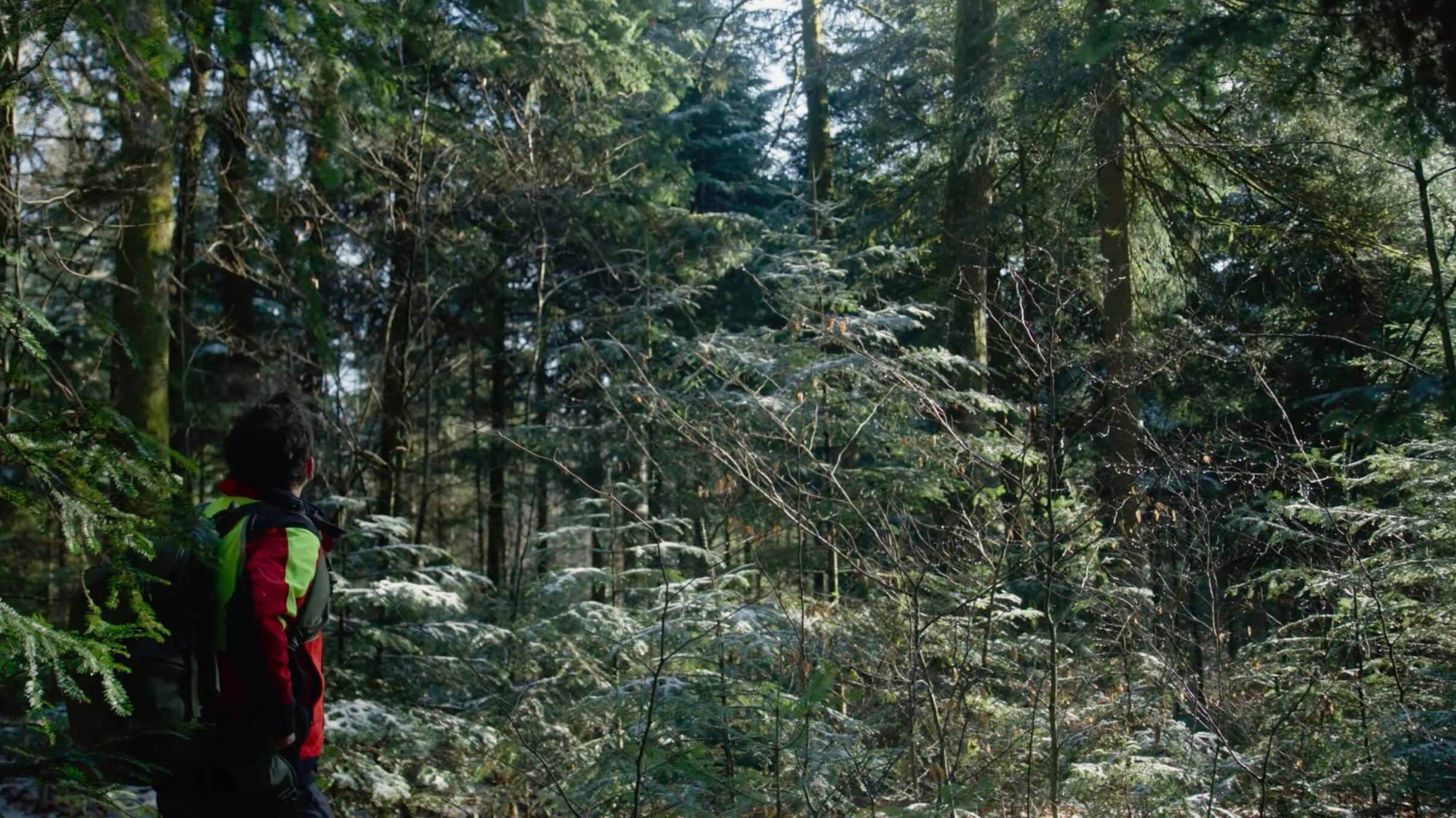 Inestimables forêts's poster