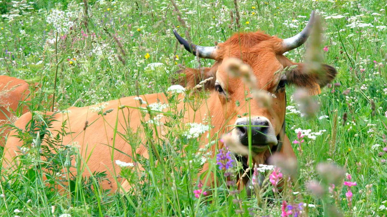 Once Upon a Cow's poster