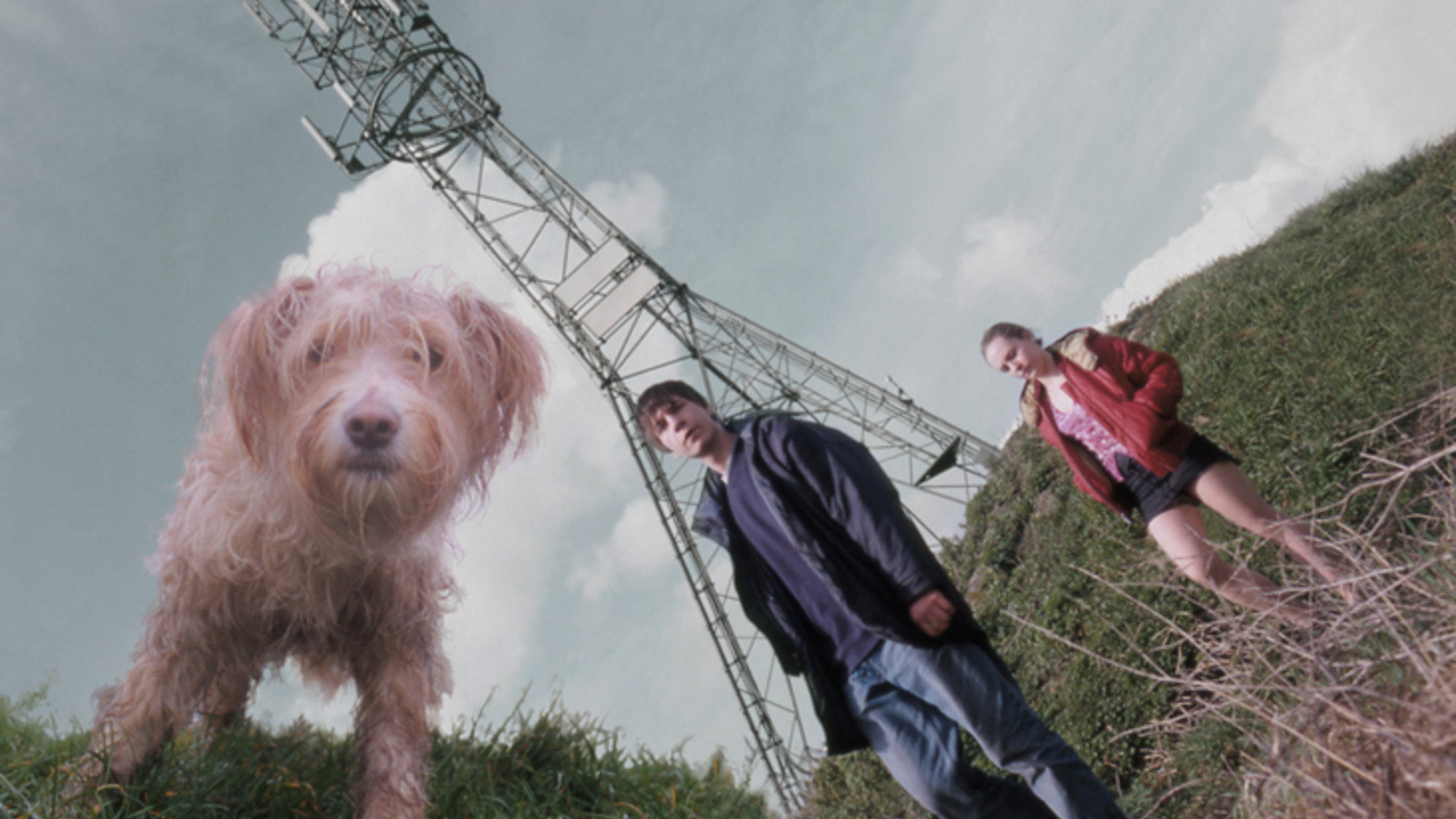 Dog's poster