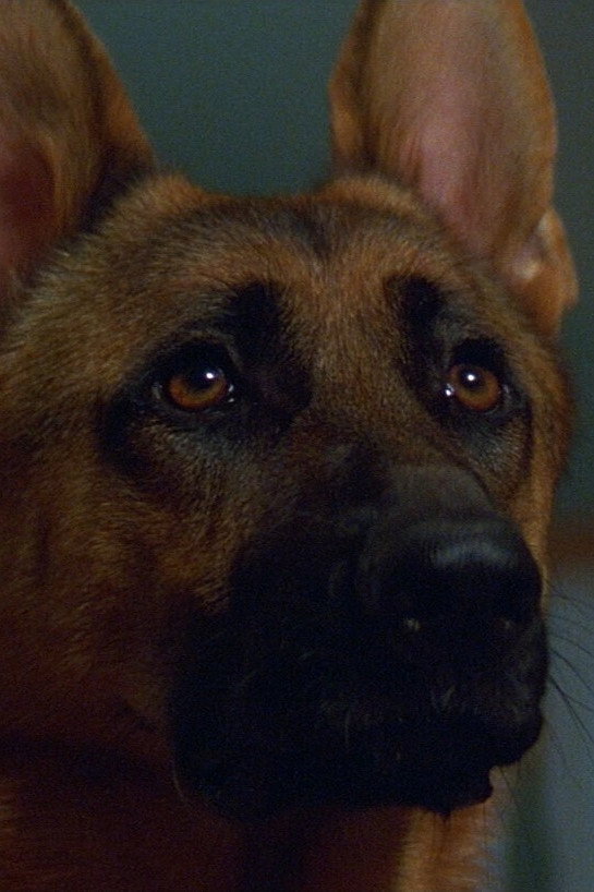 Primo the Dog's poster