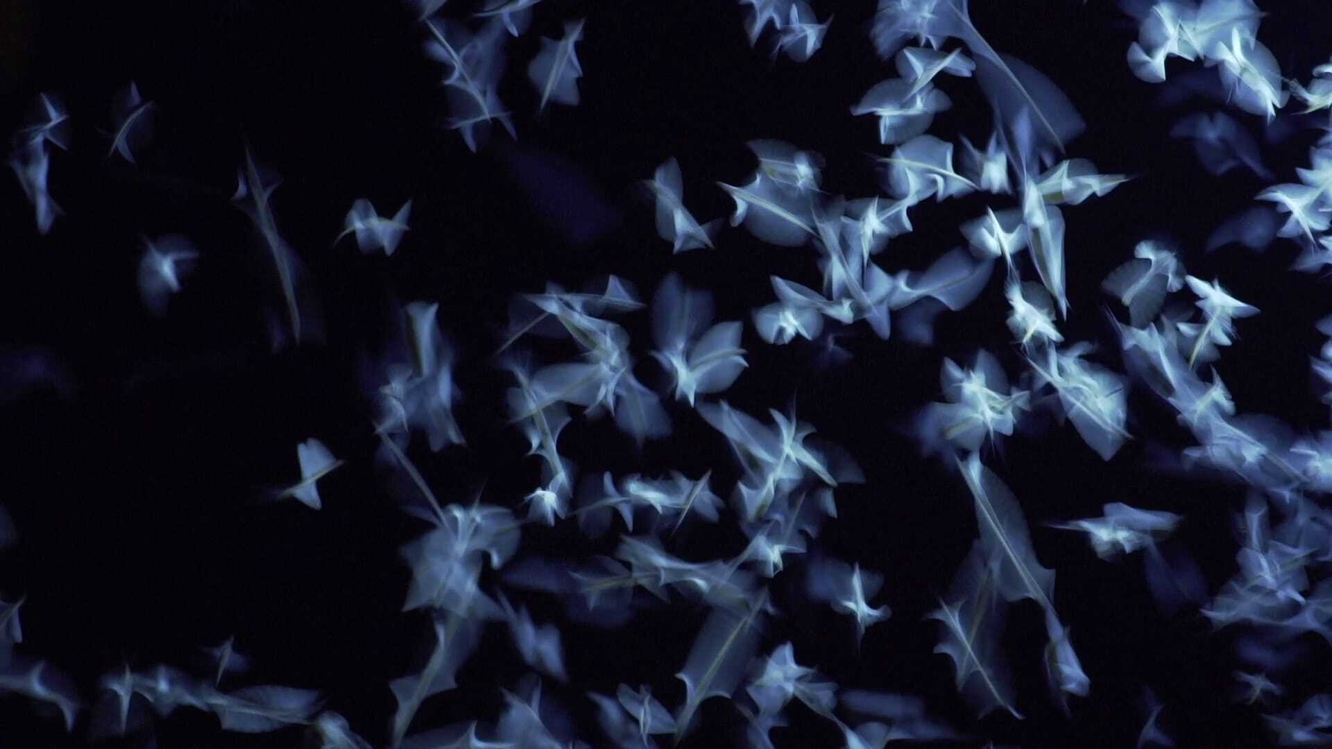 Operation Mayfly's poster
