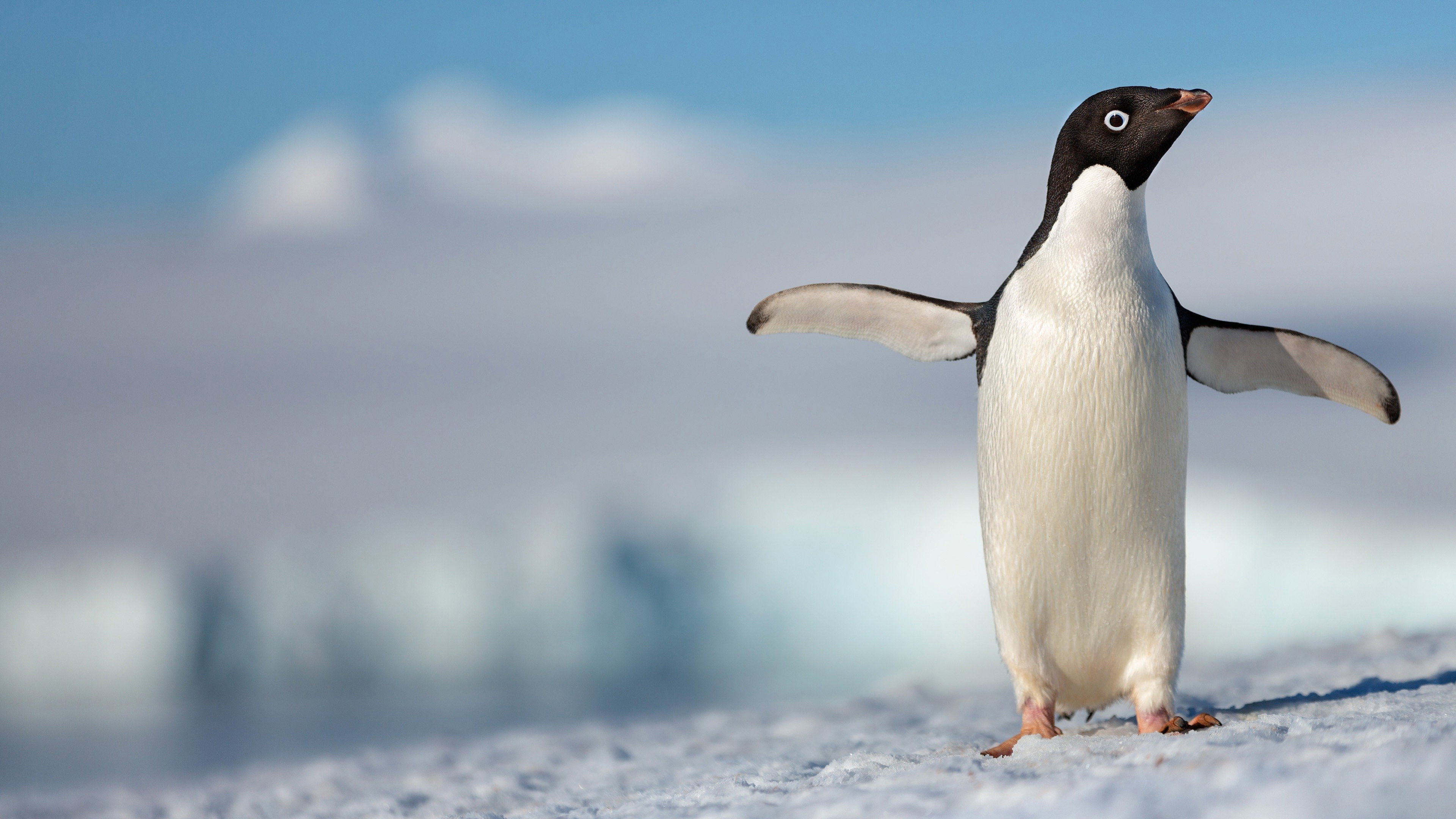 Penguins's poster