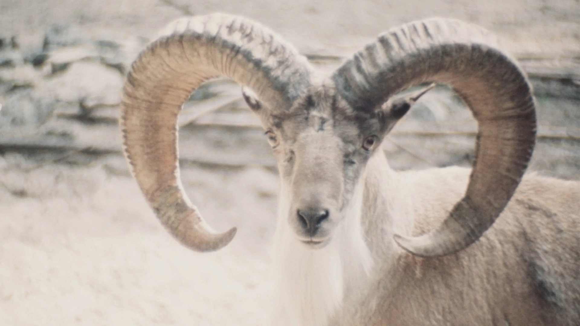 Paradies der Tiere's poster