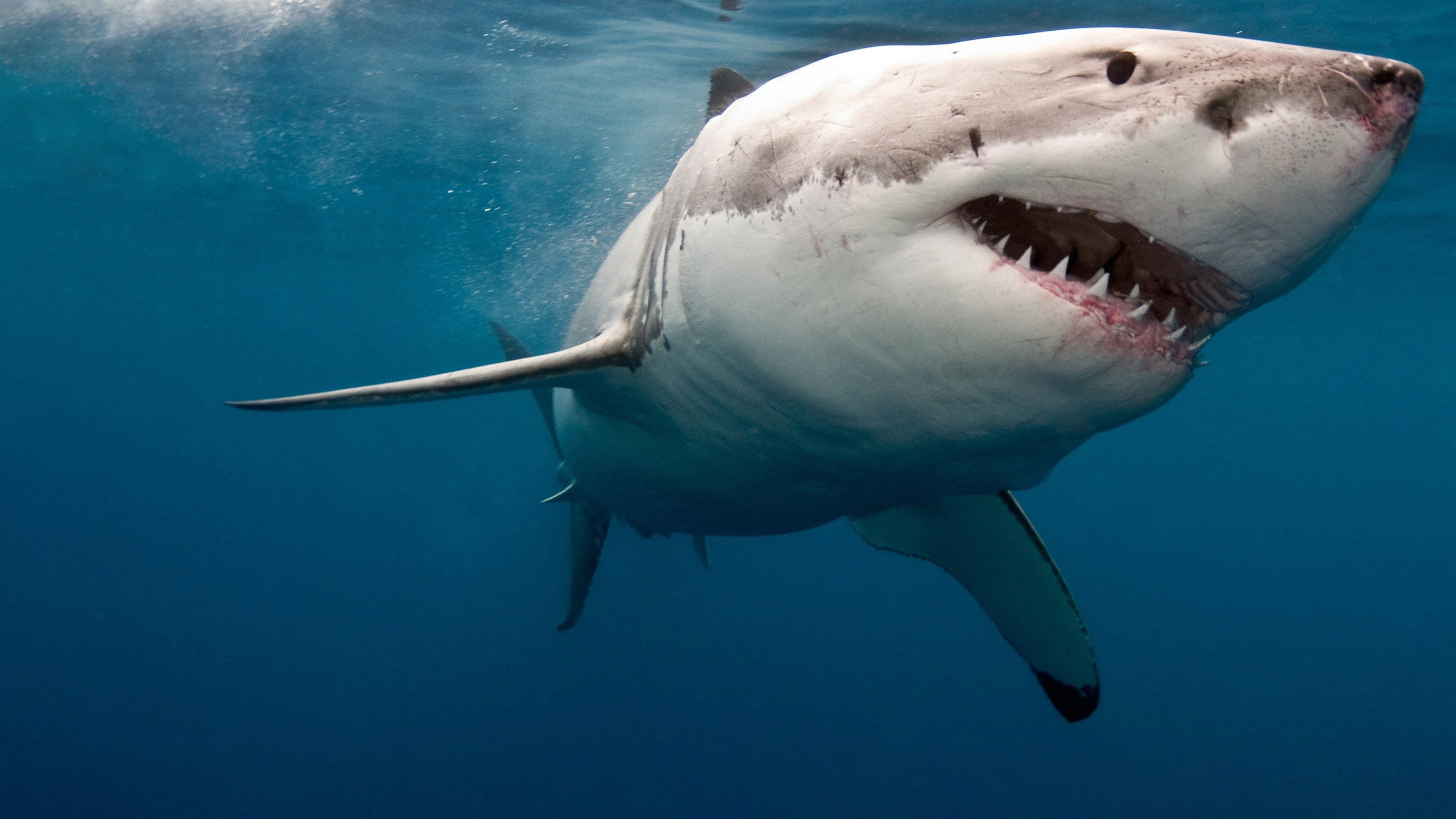 When Sharks Attack 360's poster