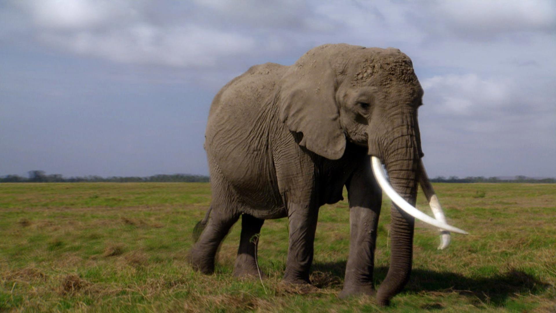 Echo: An Elephant to Remember's poster