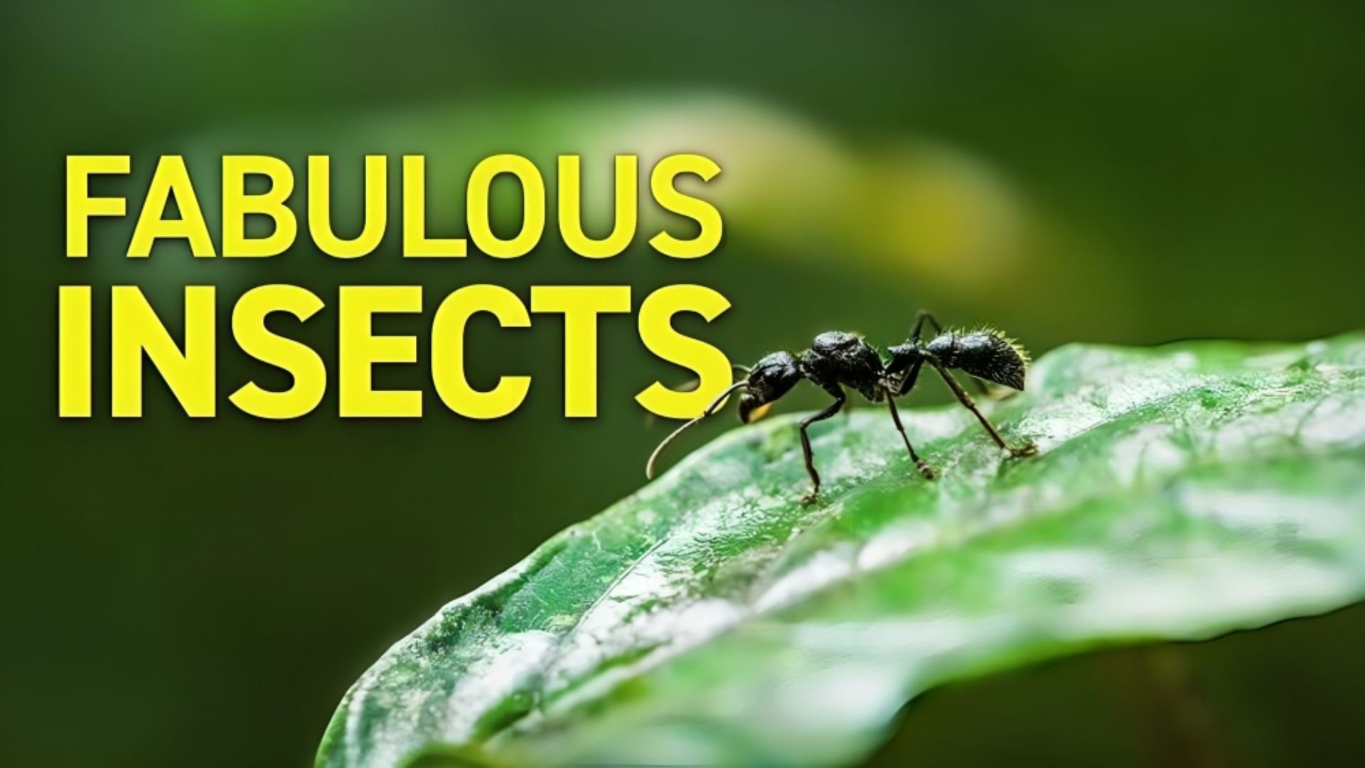 Fabulous Insects - Ants's poster
