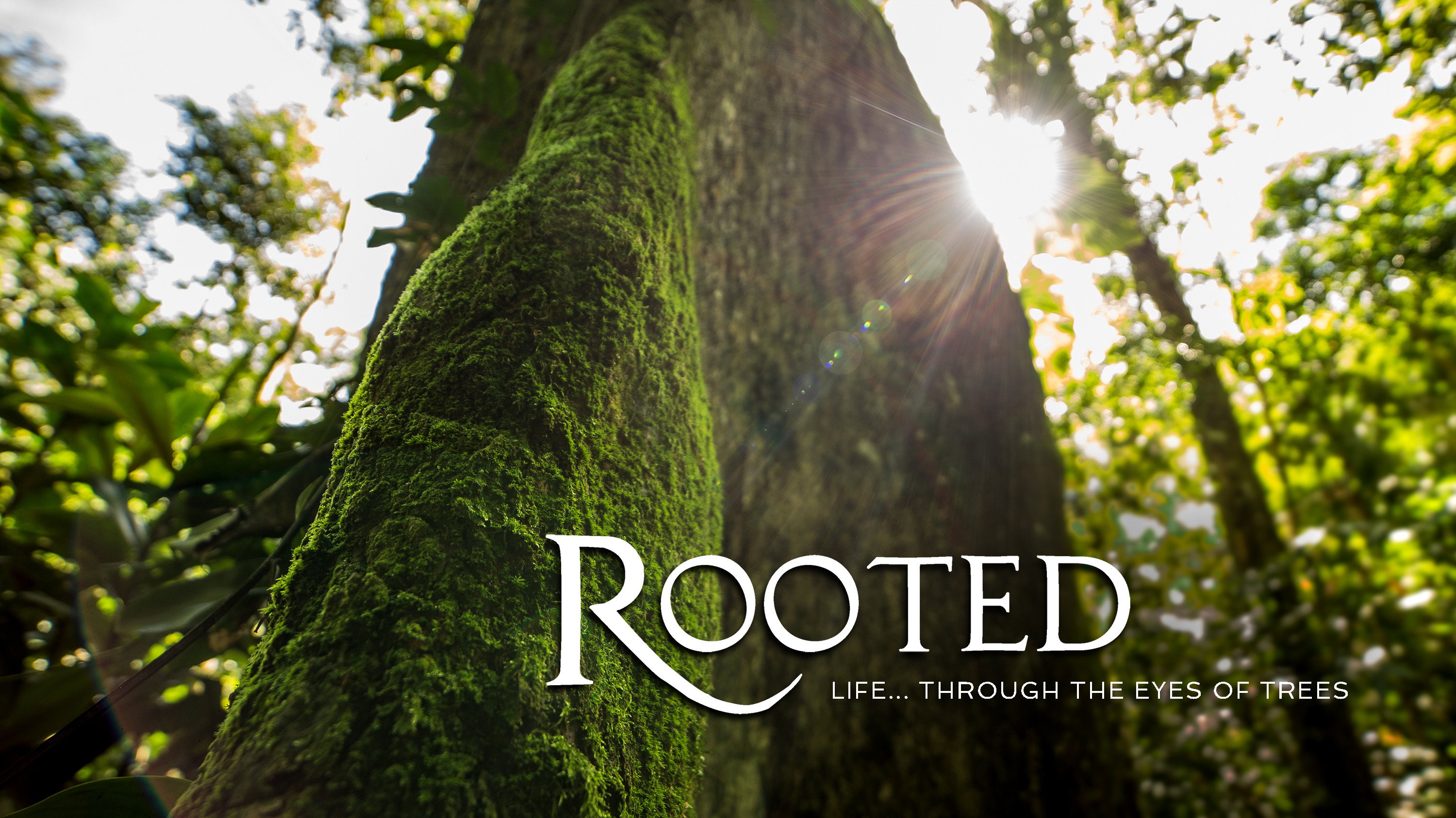 Rooted's poster