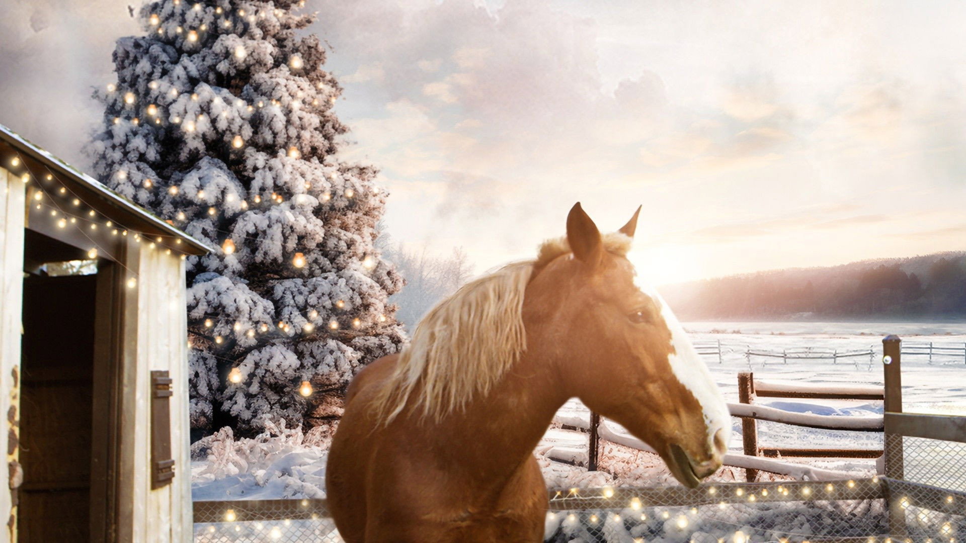 December Horses's poster