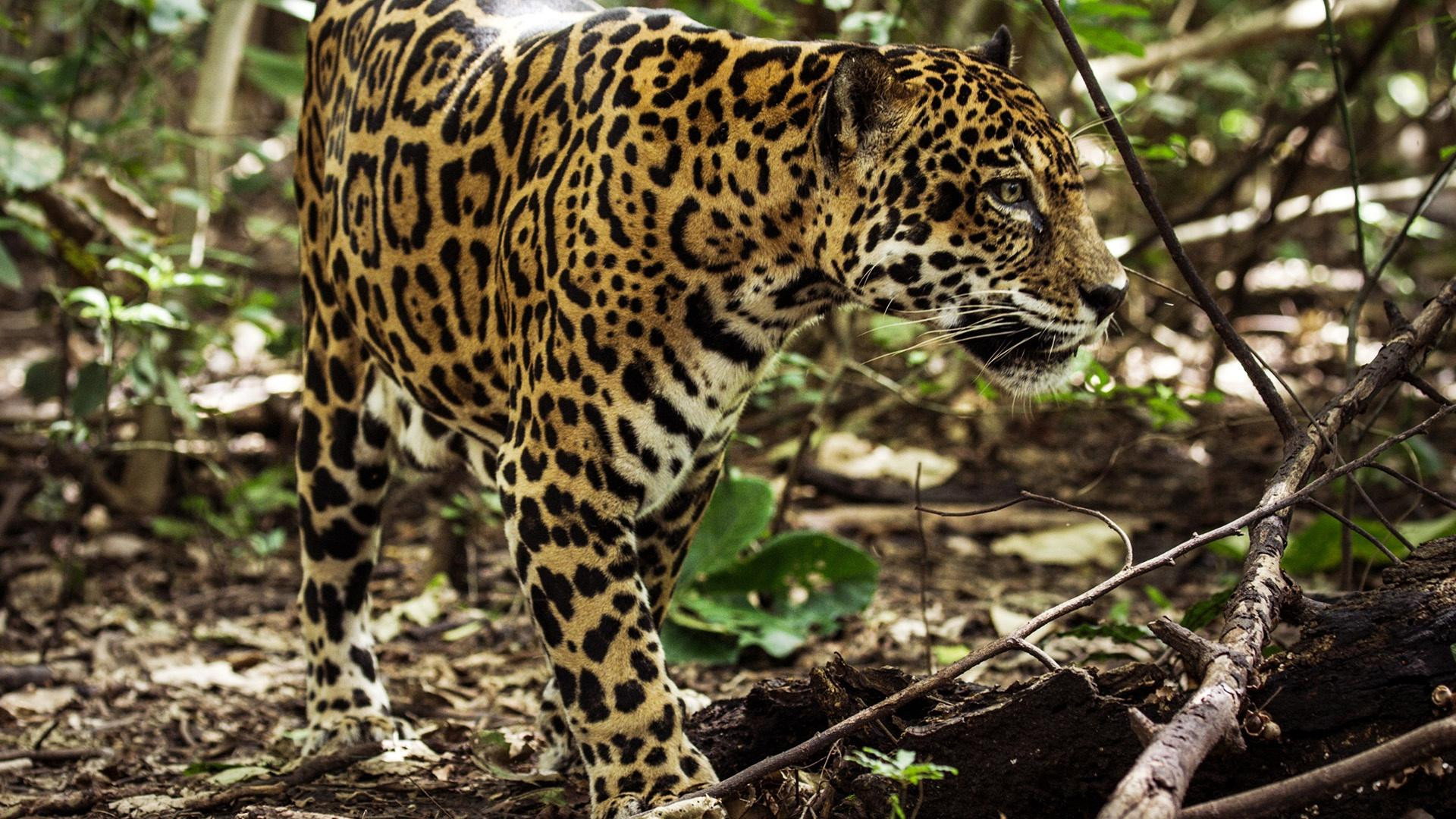 Jaguar Beach's poster