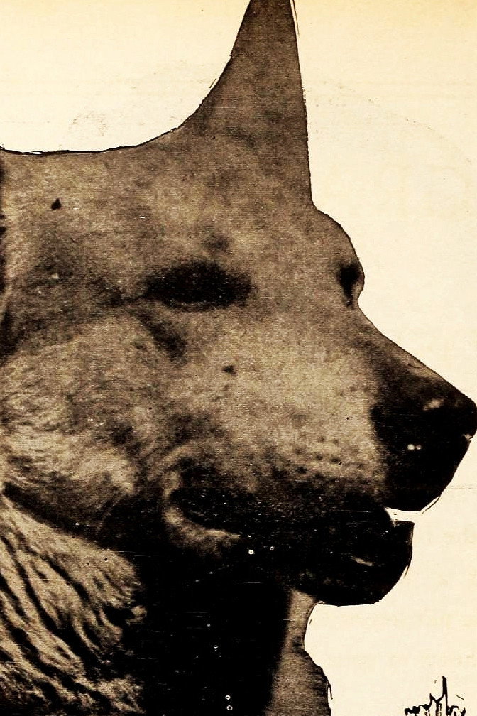 Lightning the German Shepherd's poster