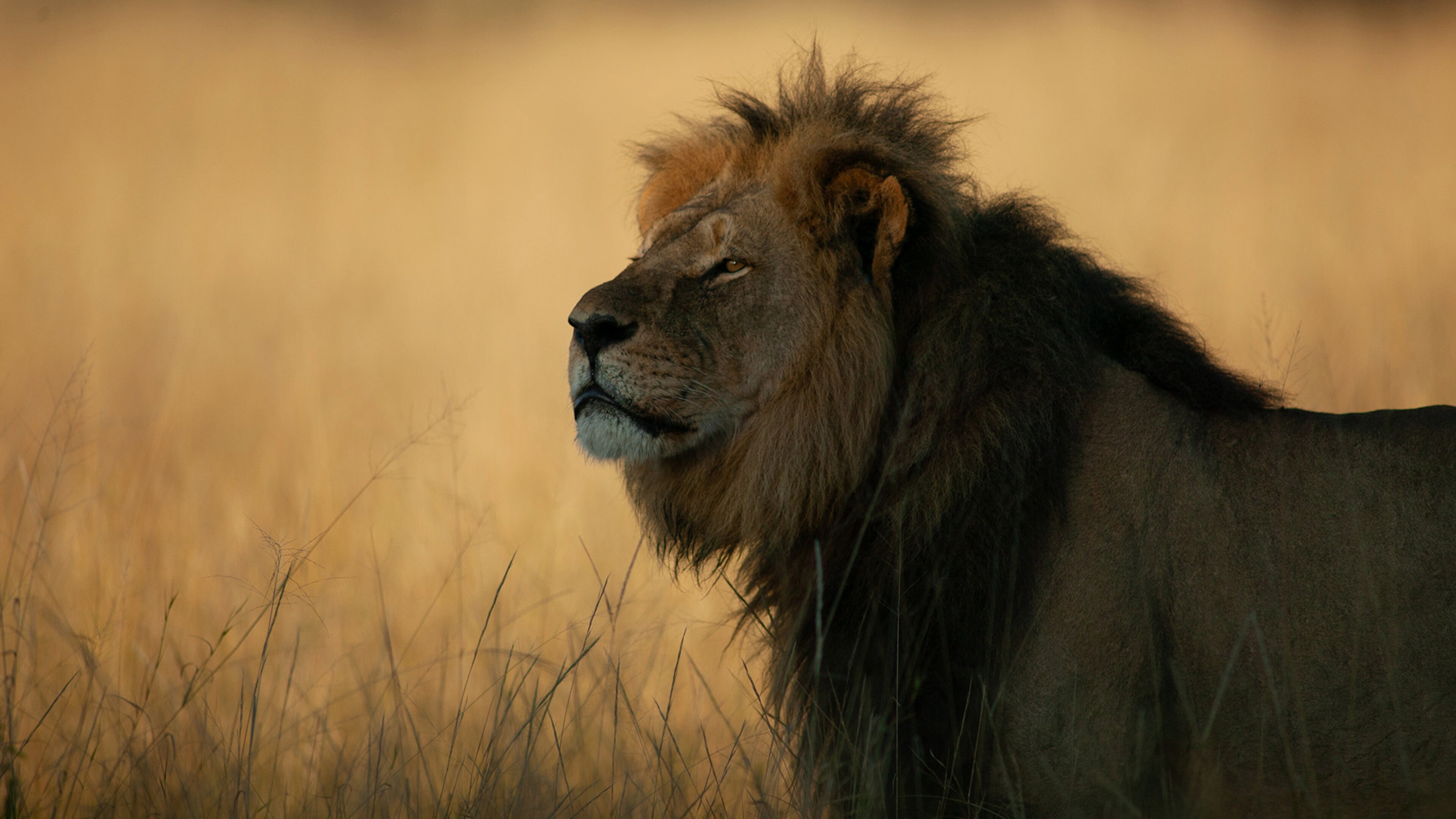 Cecil's poster