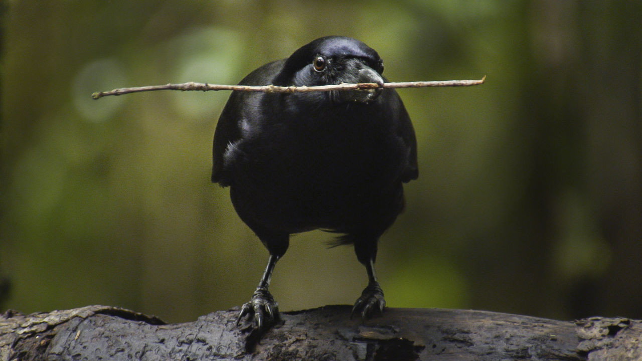 Beak & Brain - Genius Birds from Down Under's poster