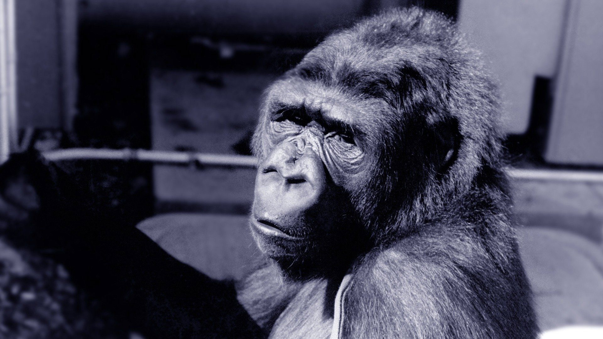 Koko: A Talking Gorilla's poster