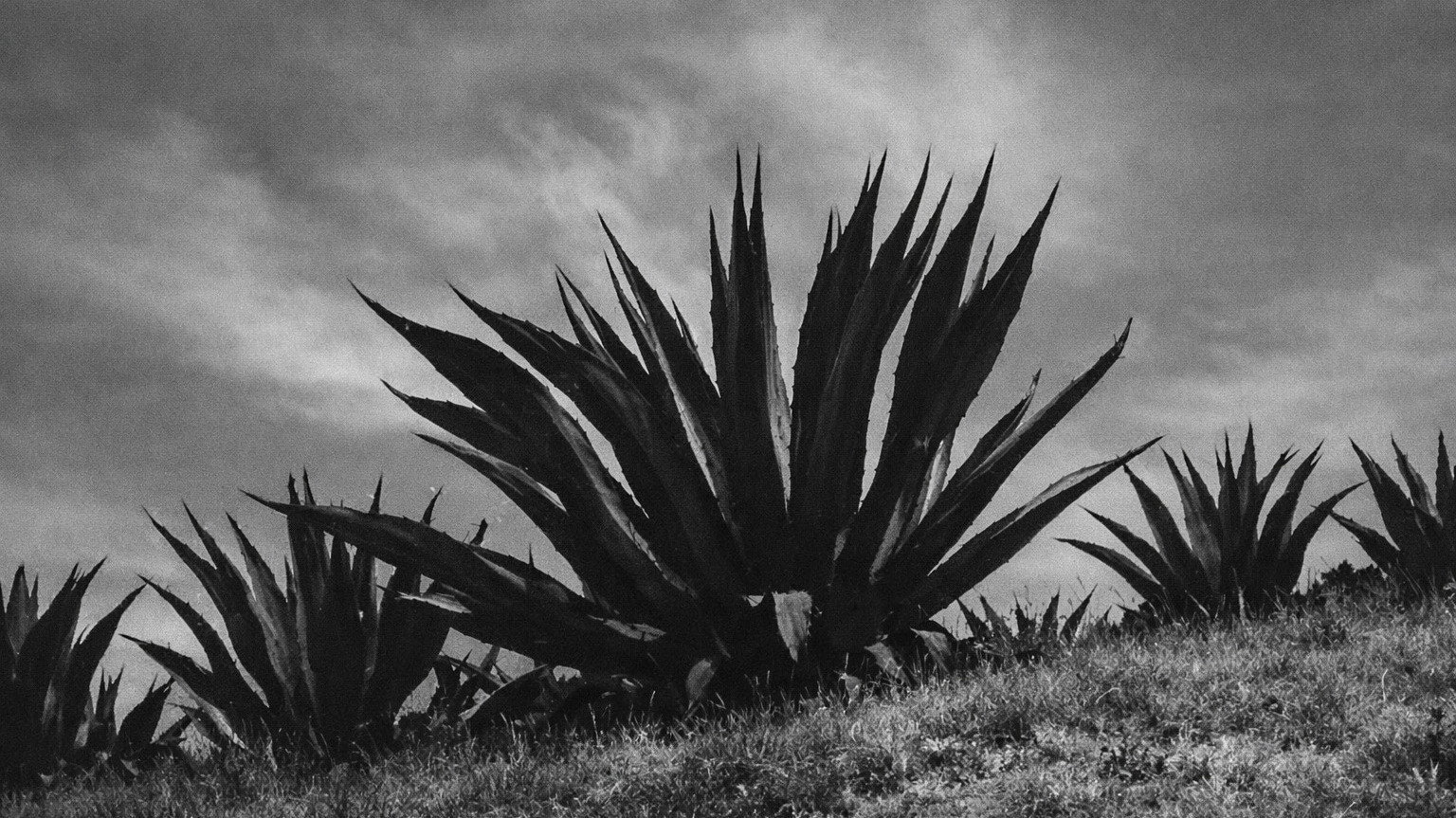 Magueyes's poster