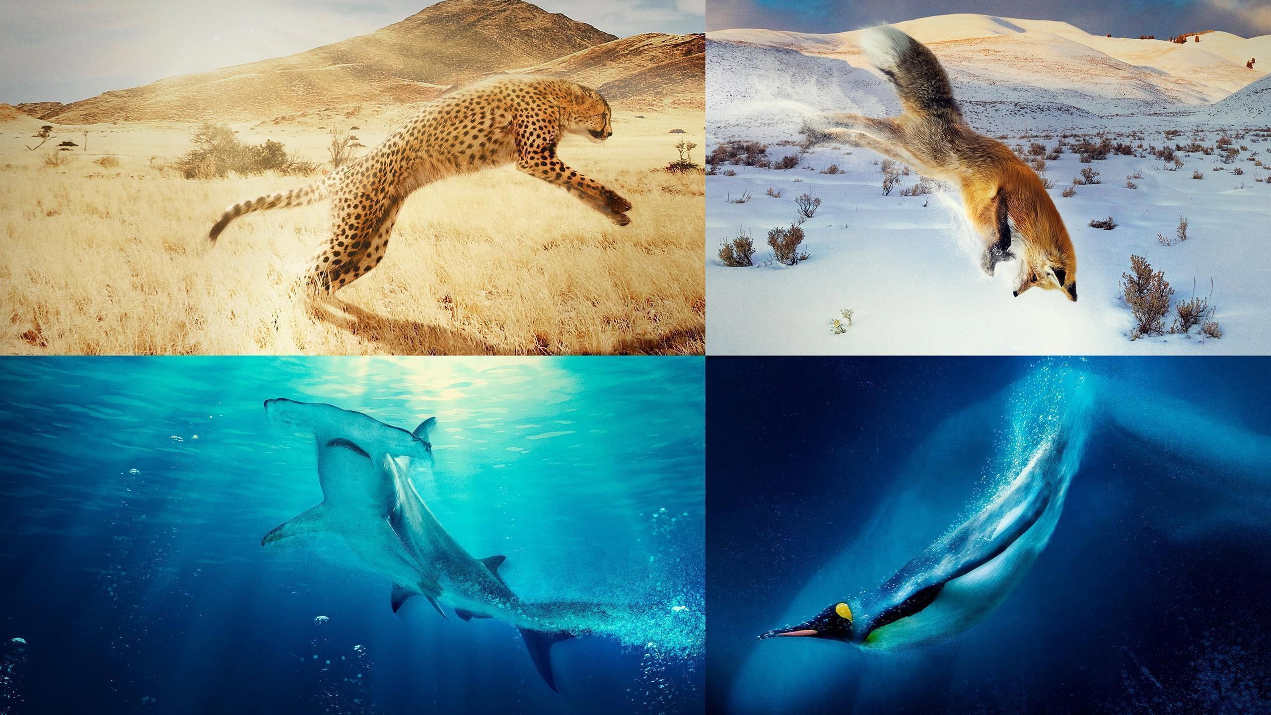 A Year on Planet Earth's poster