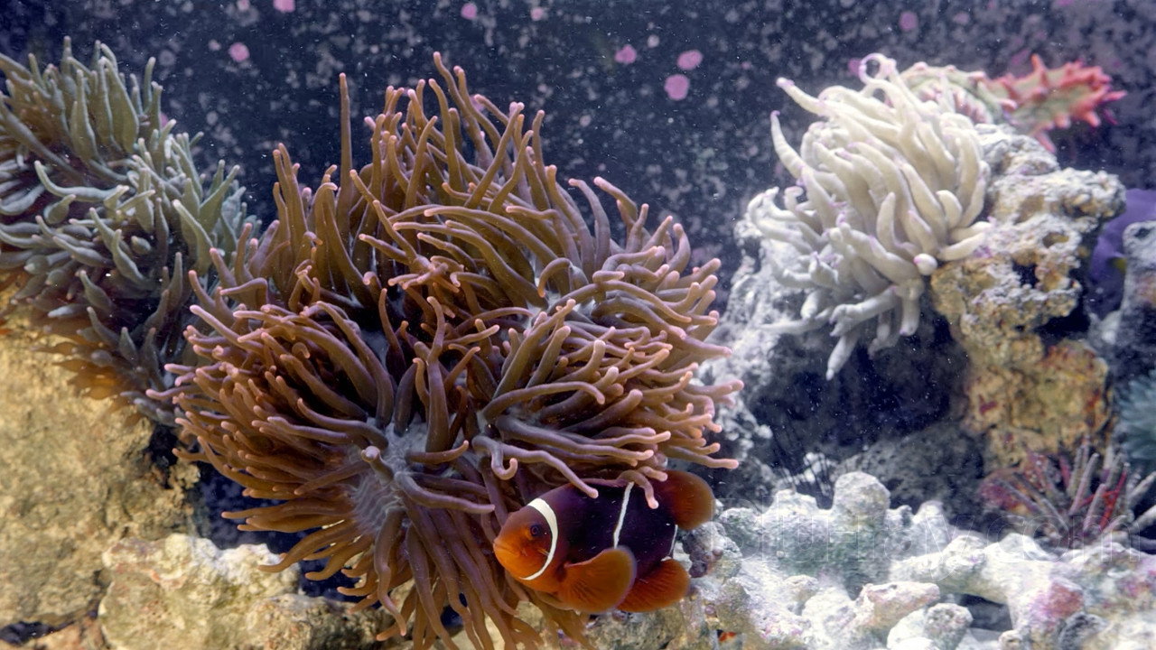3D Aquarium's poster
