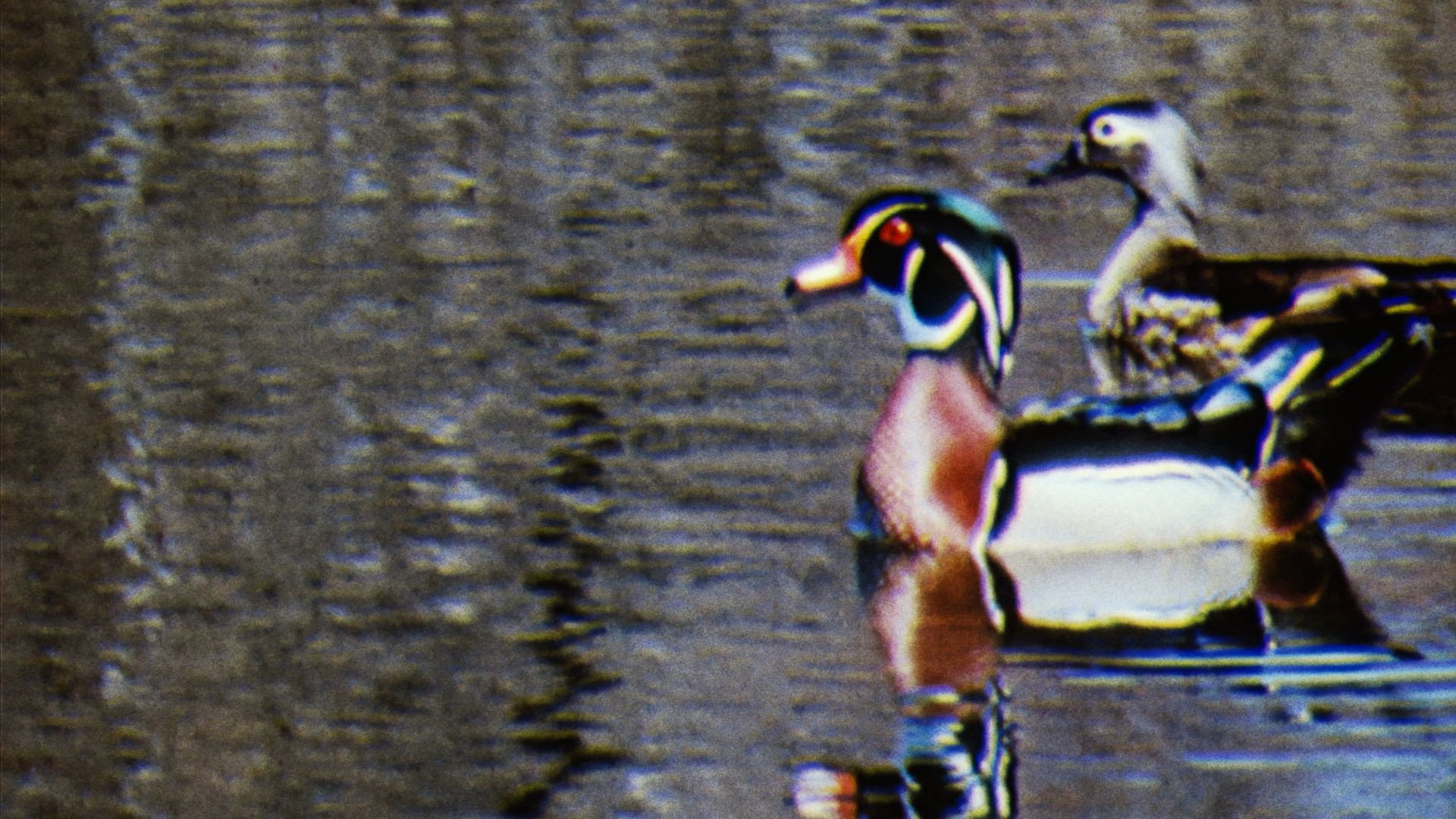 Water Birds's poster