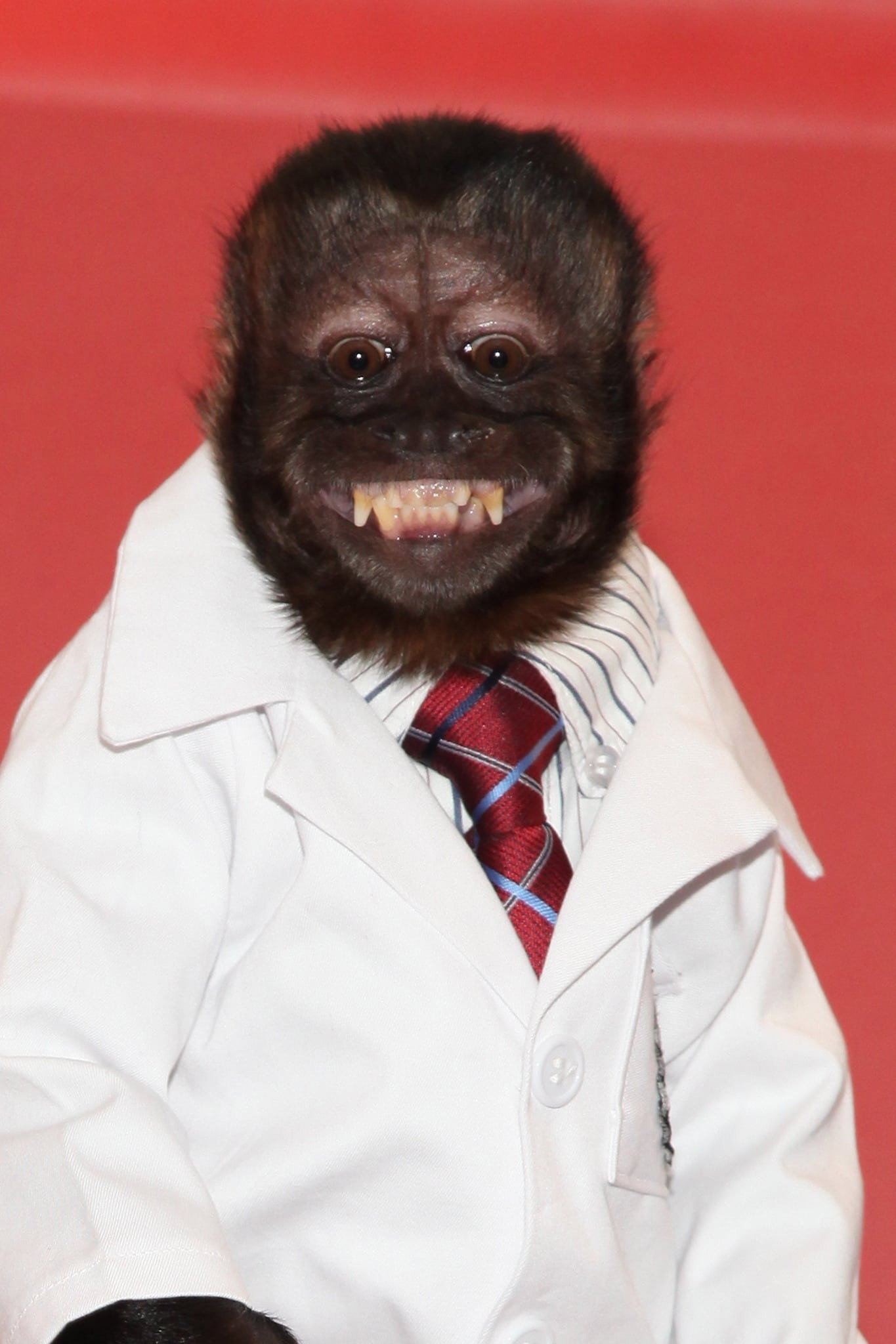 Crystal the Monkey's poster