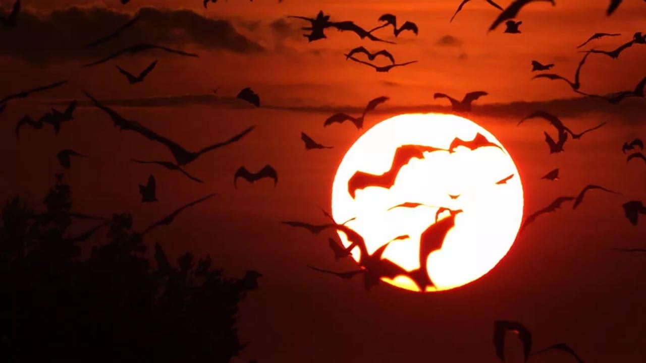 Incredible Bats's poster