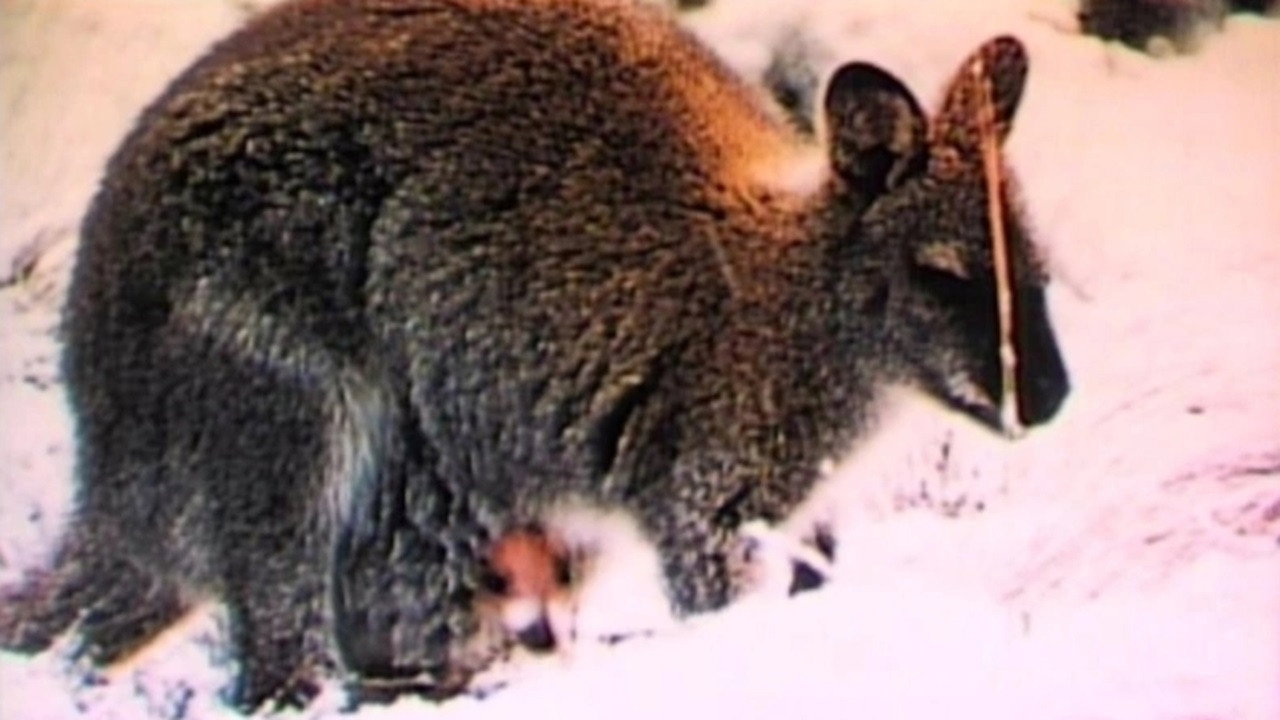 Nature's Strangest Creatures's poster
