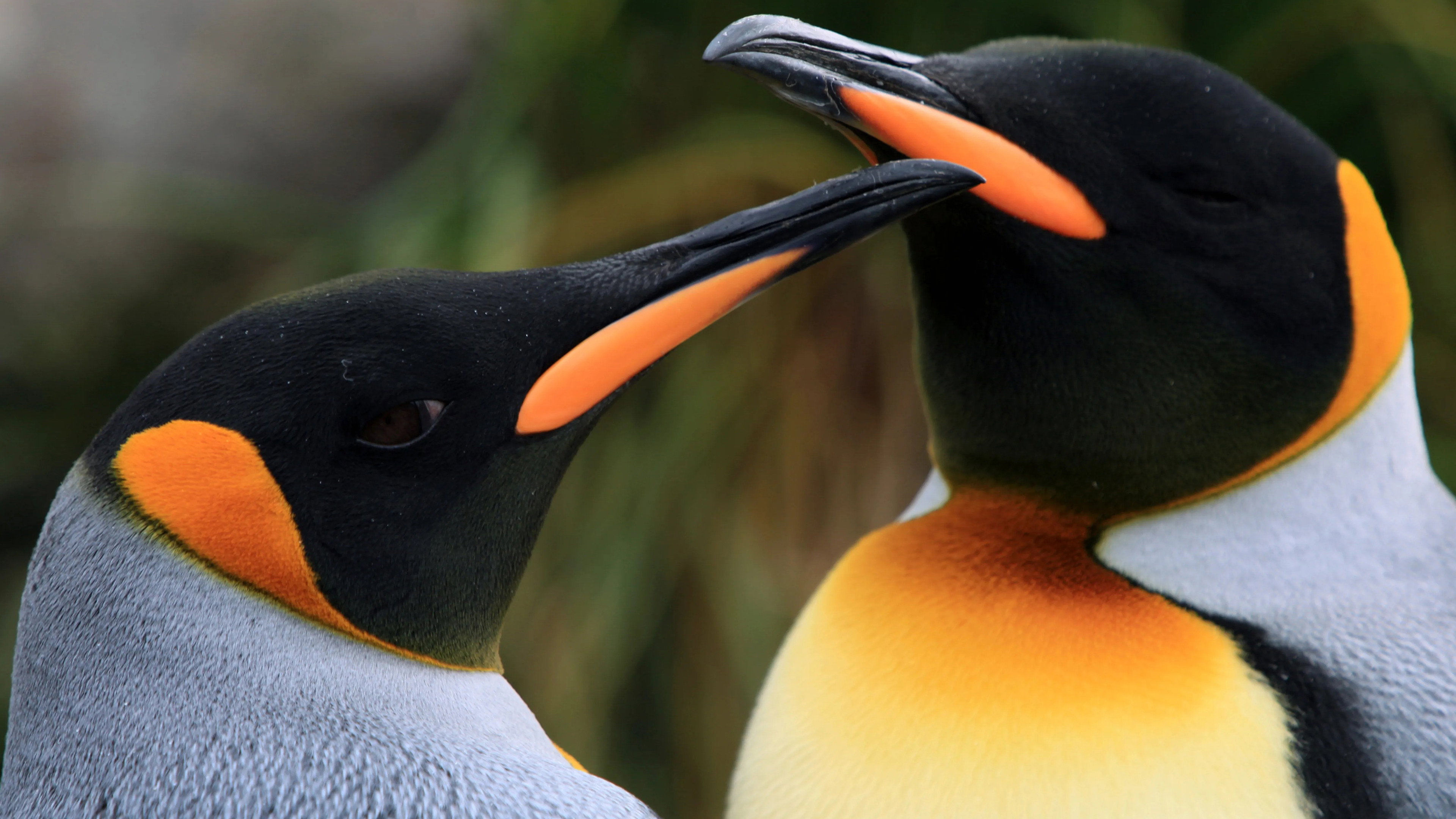 The Penguin King's poster