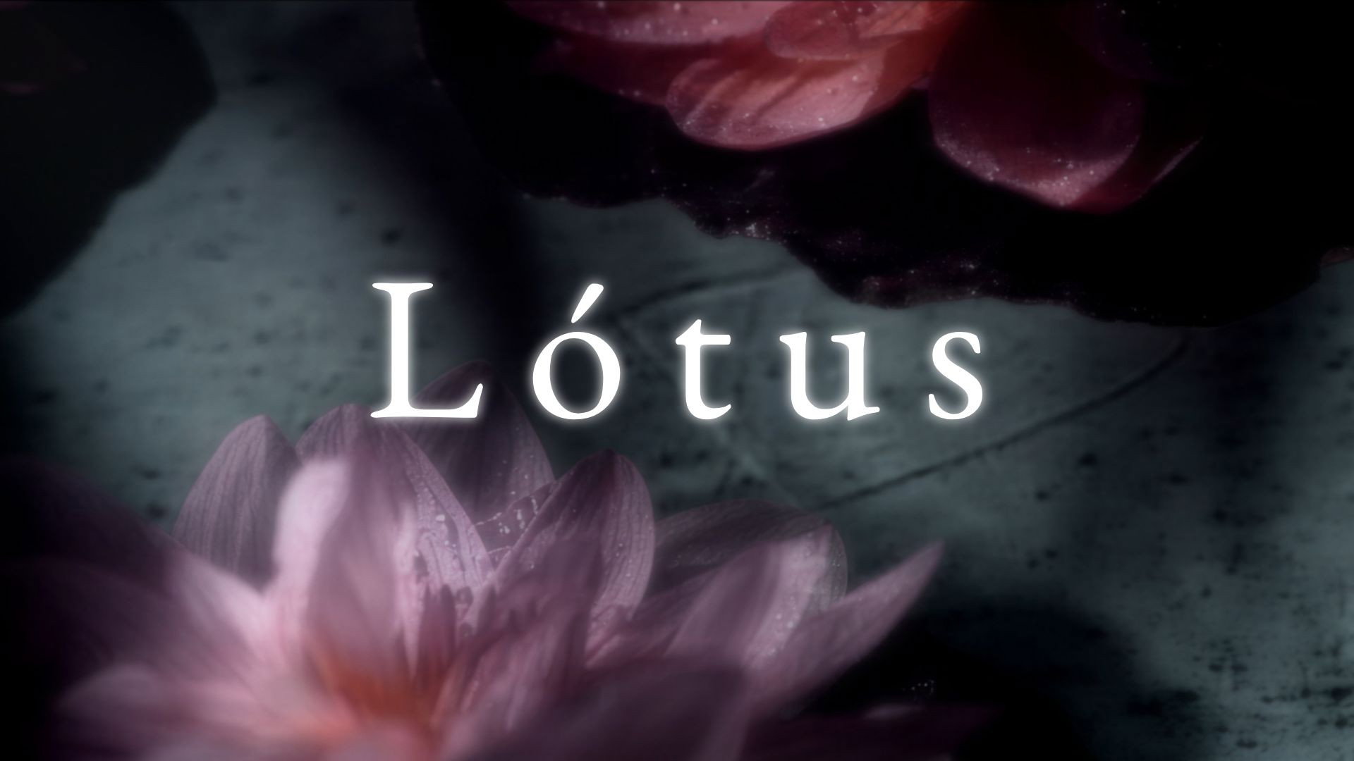 Lótus's poster