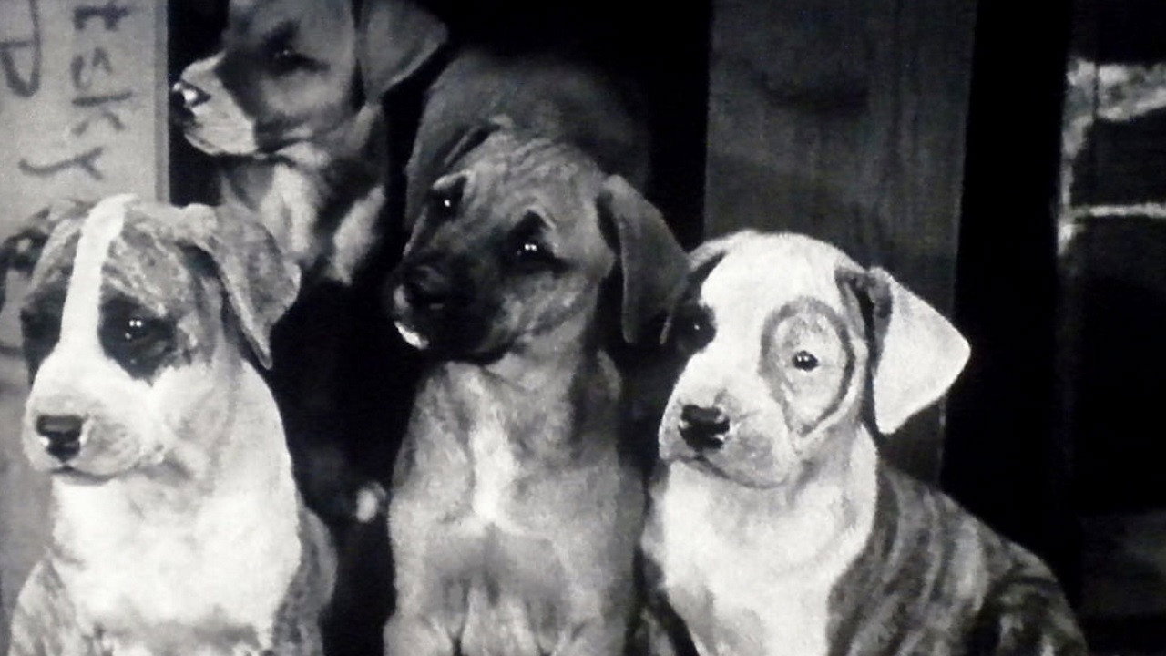 Pups Is Pups's poster