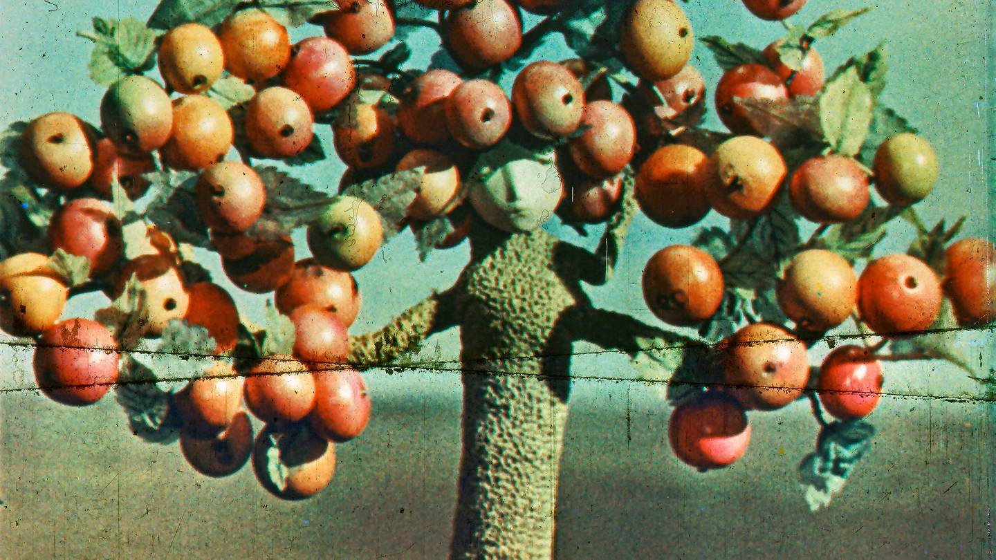 Apple Tree's poster