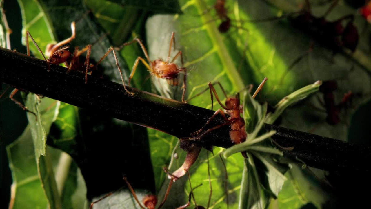 Micro Monsters with David Attenborough's poster