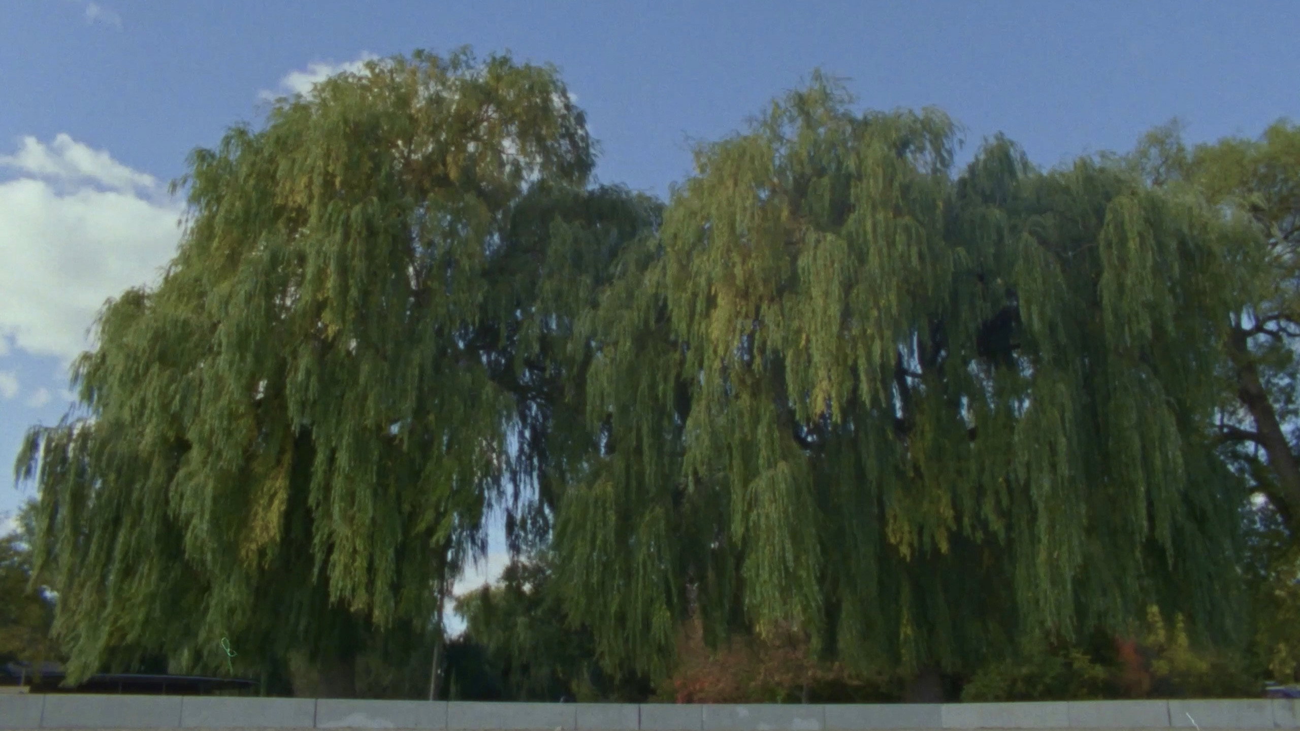 Willow World's poster