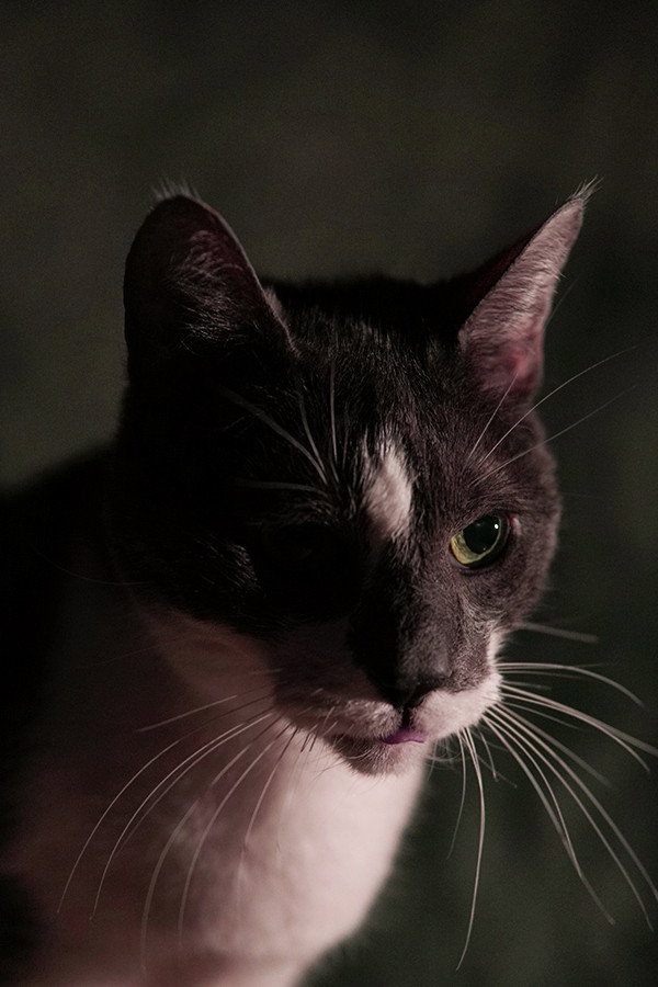 Kitty's poster