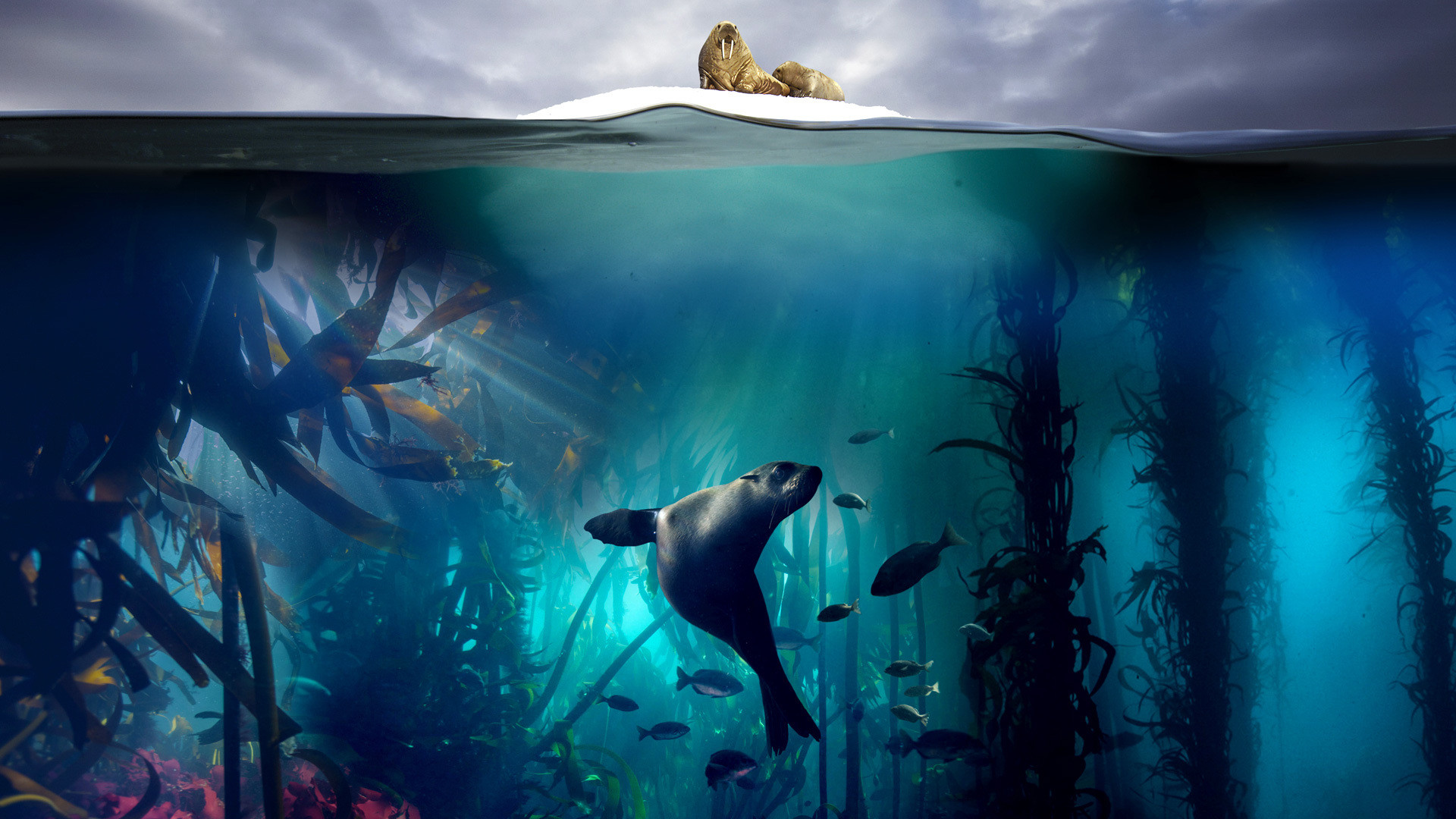 Blue Planet II's poster