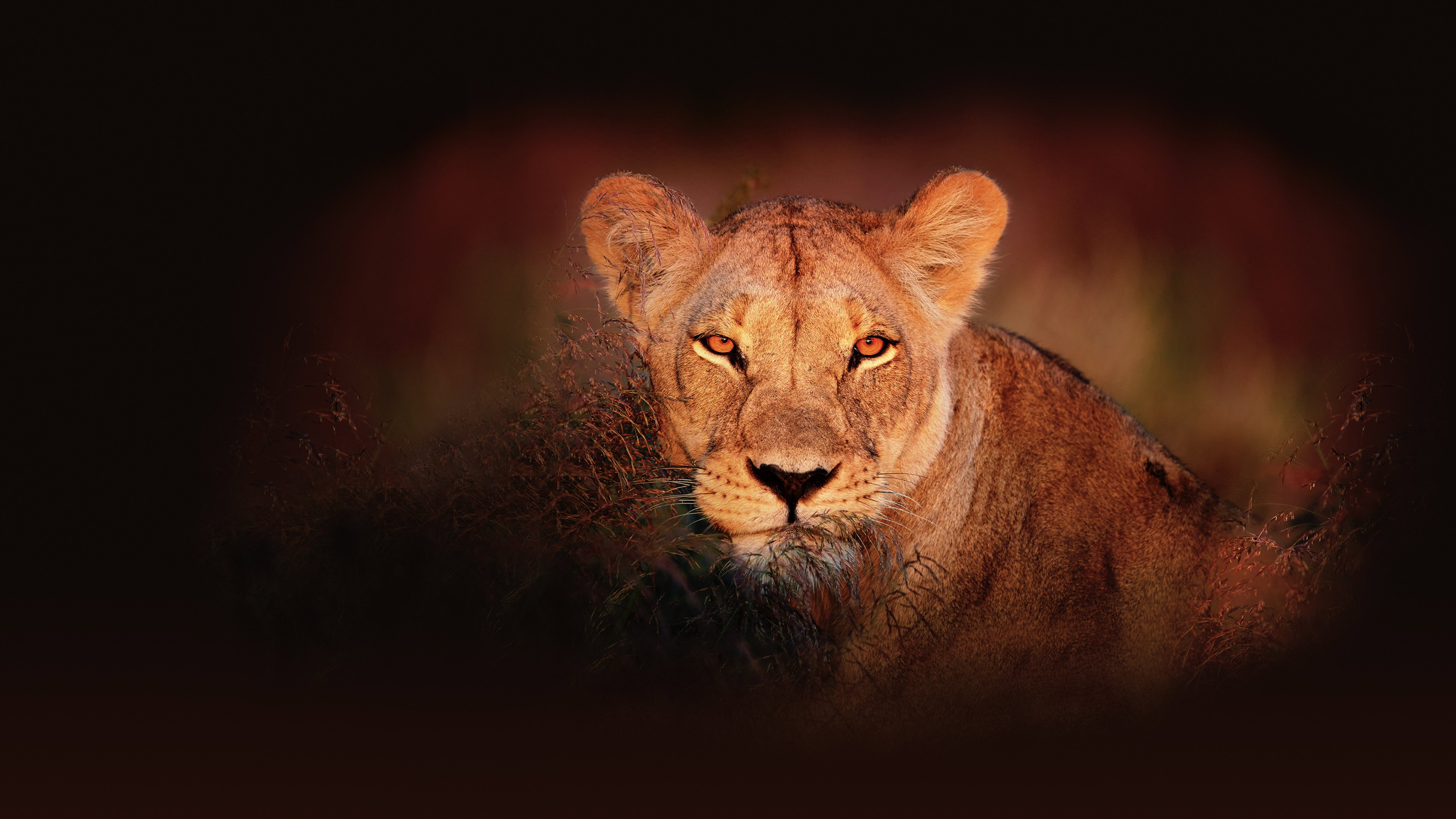 Wild Botswana's poster