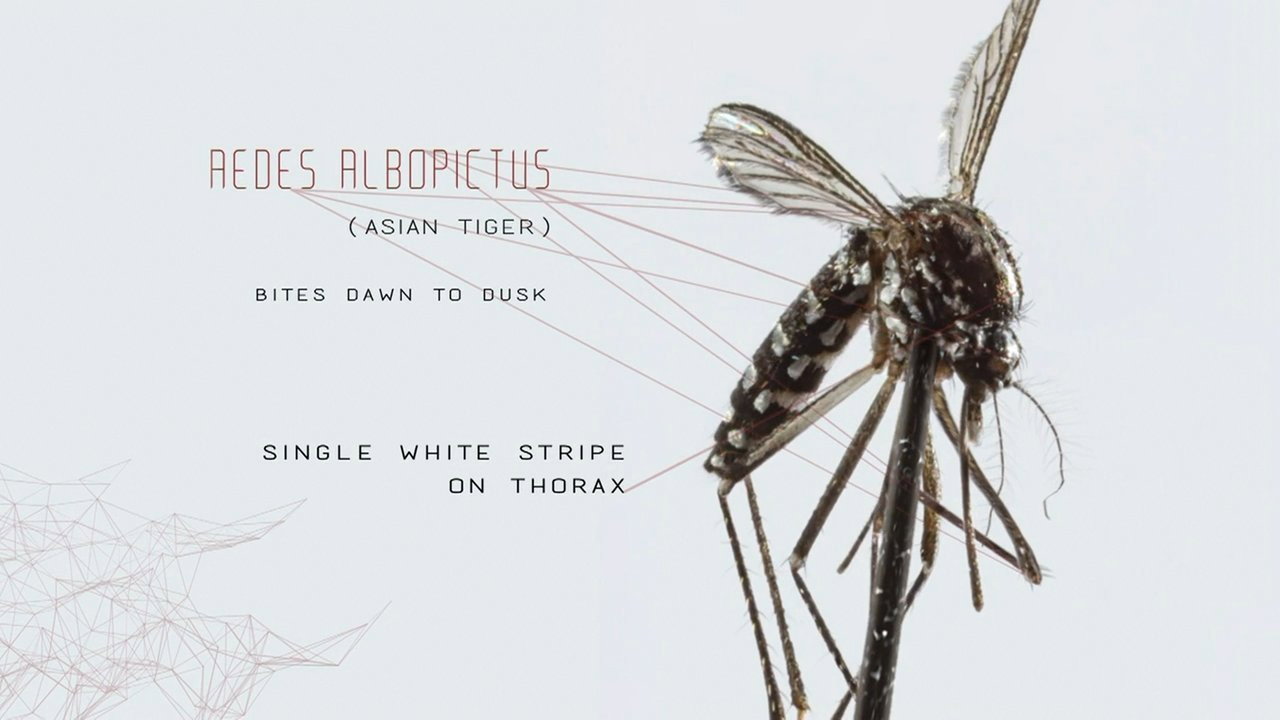 Mosquito's poster
