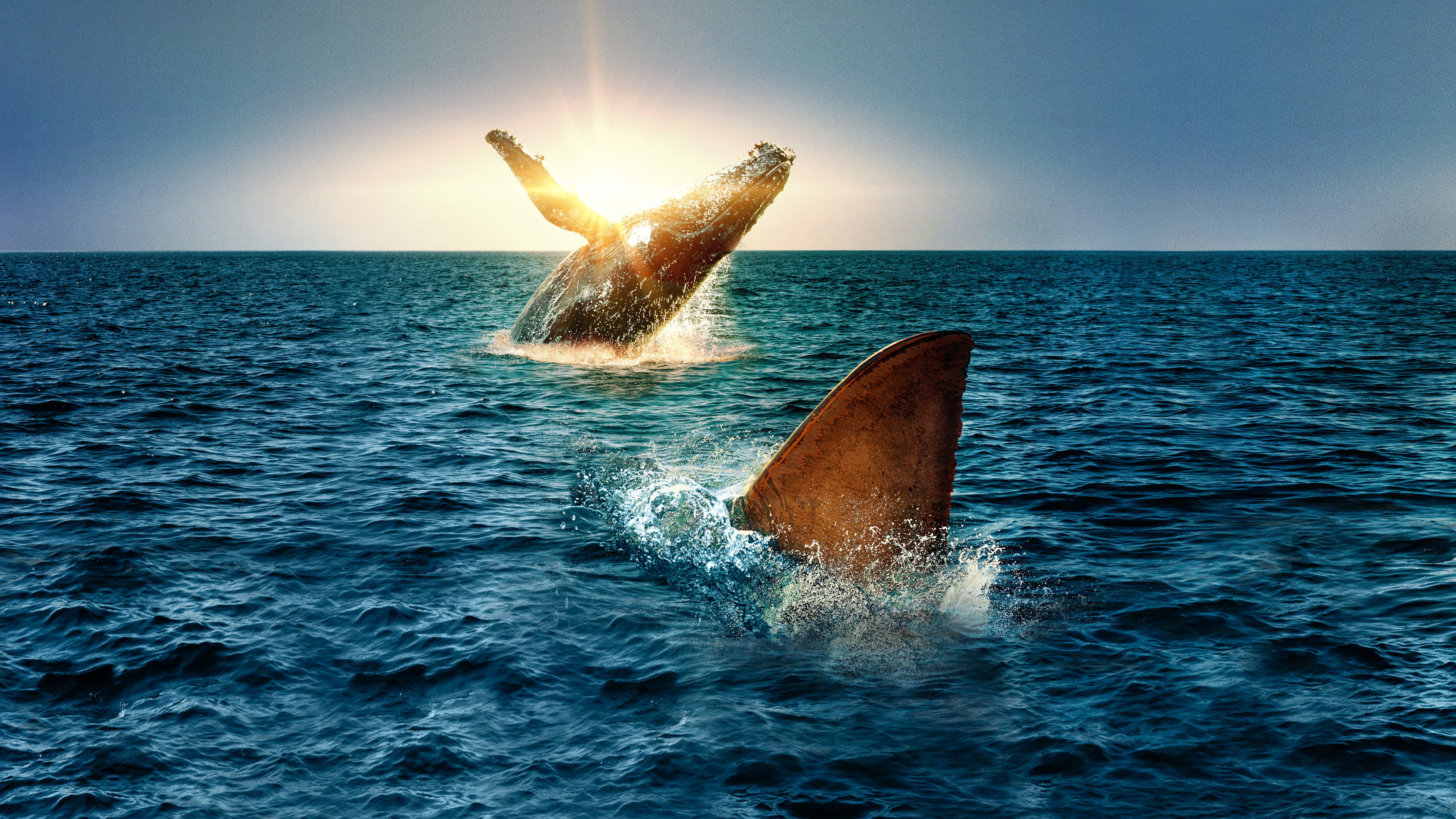 Shark Vs. Whale's poster
