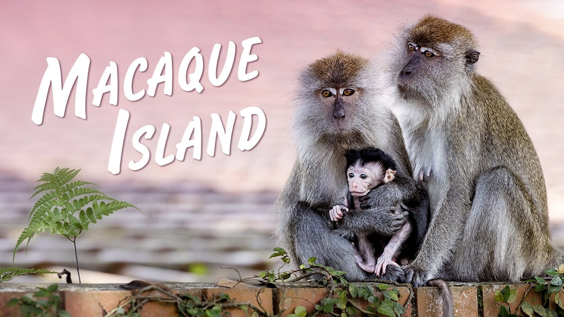 Macaque Island's poster