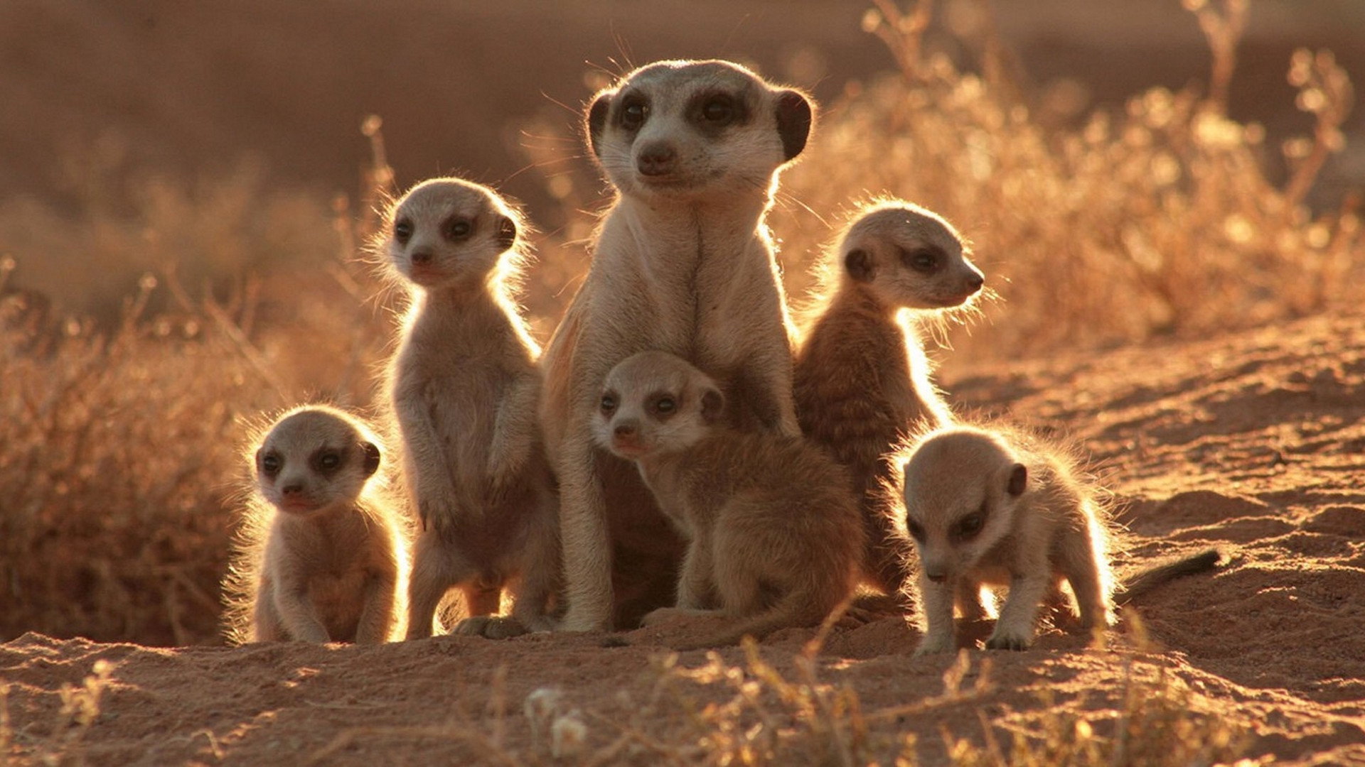 The Meerkats's poster