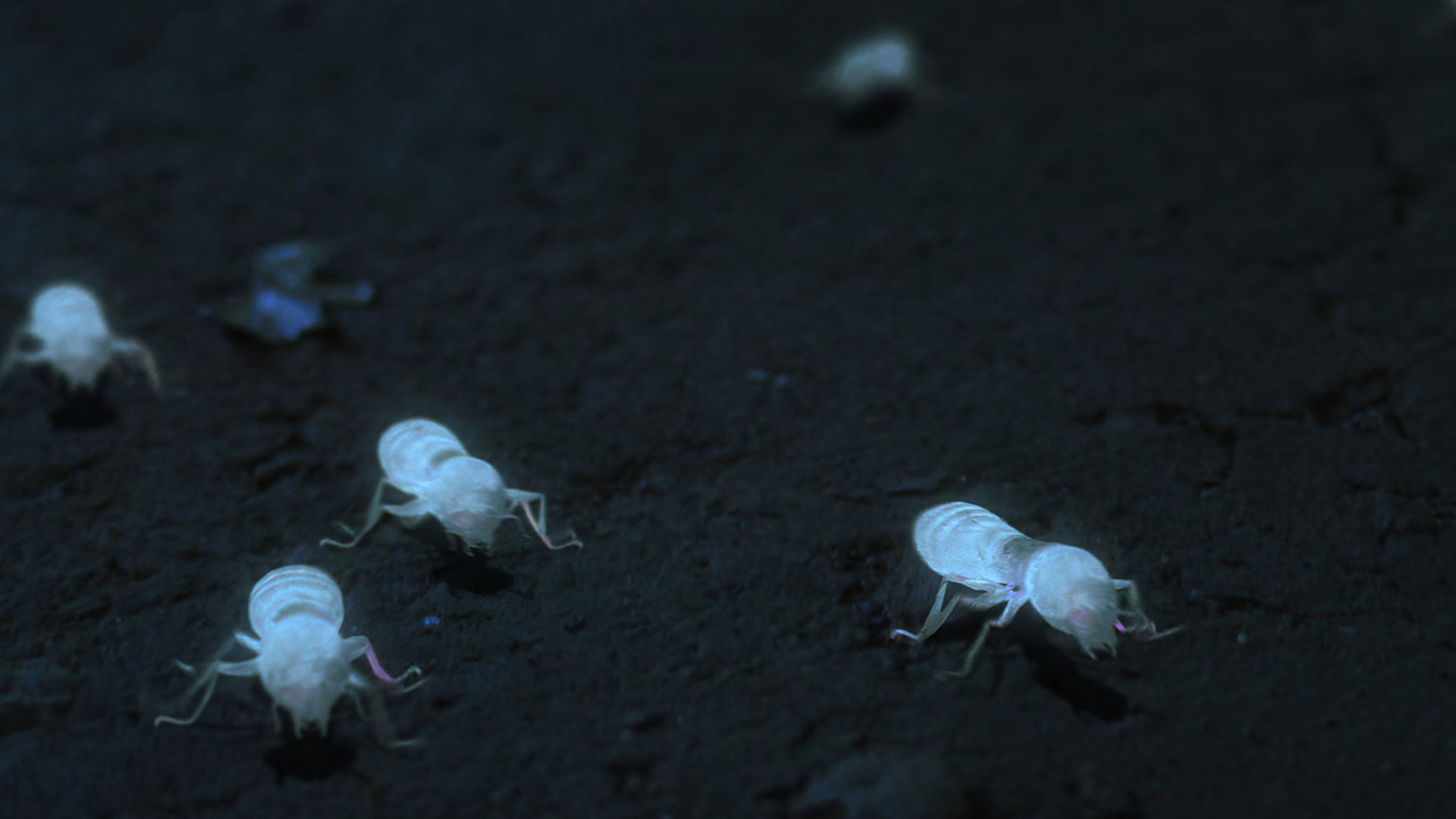 White Ant's poster