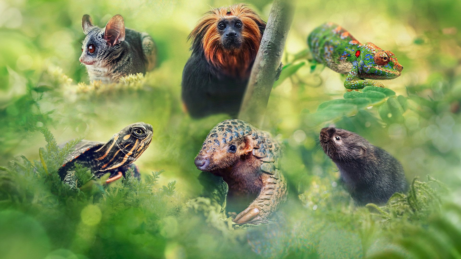 Big Little Journeys's poster