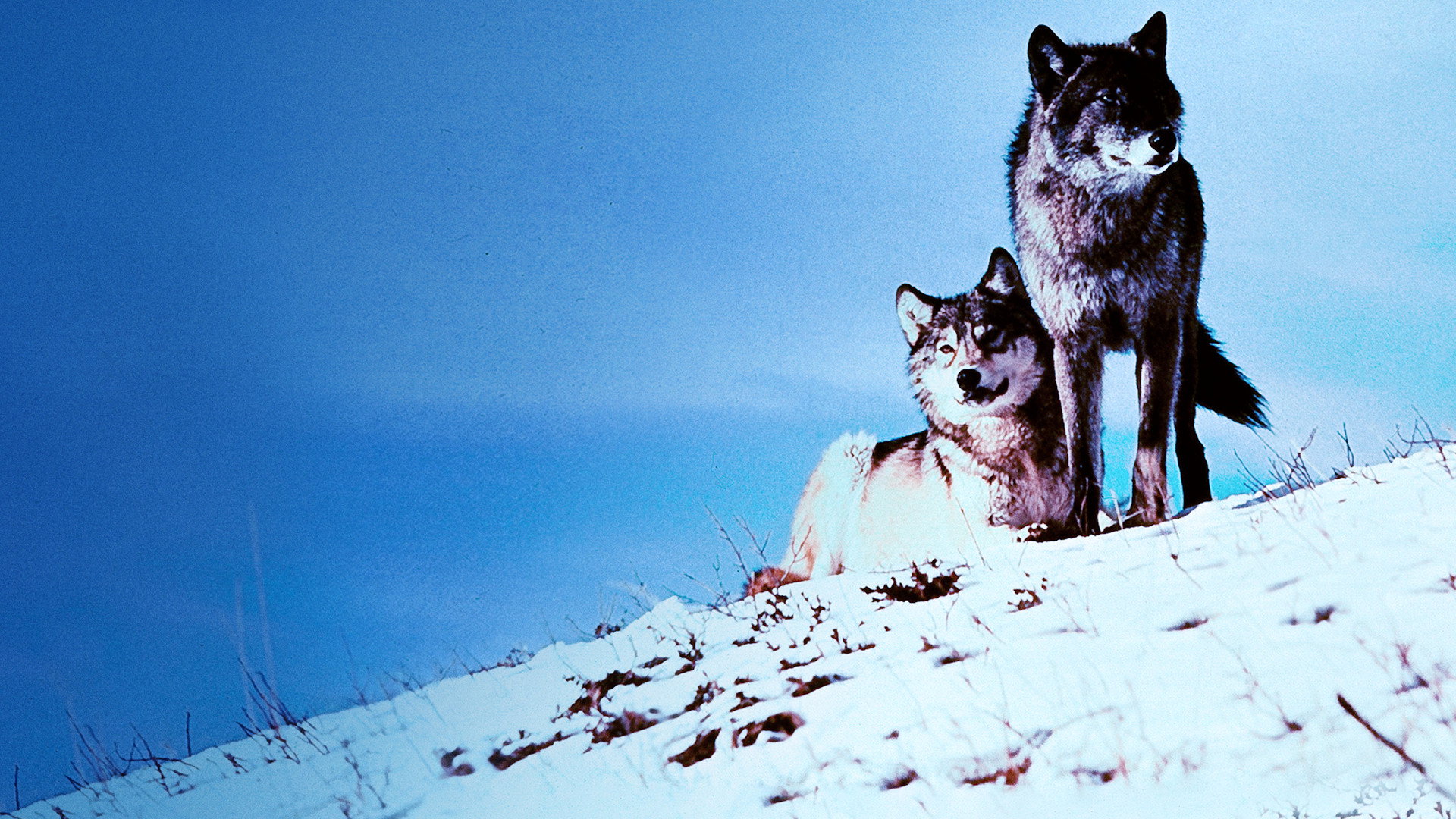 White Wilderness's poster