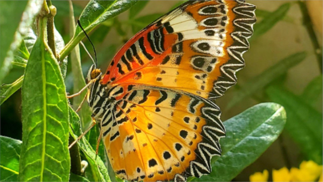 Devenir papillon's poster