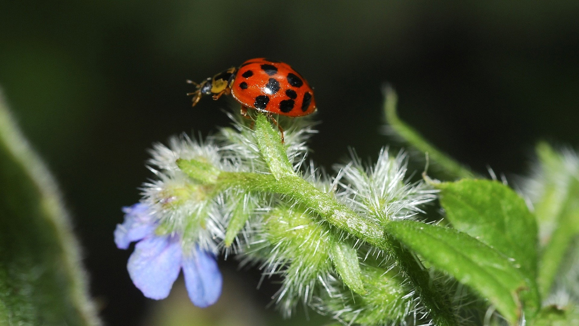 Life in the Undergrowth's poster