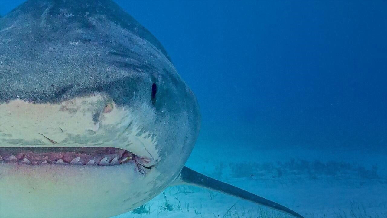 Supersized Sharks's poster
