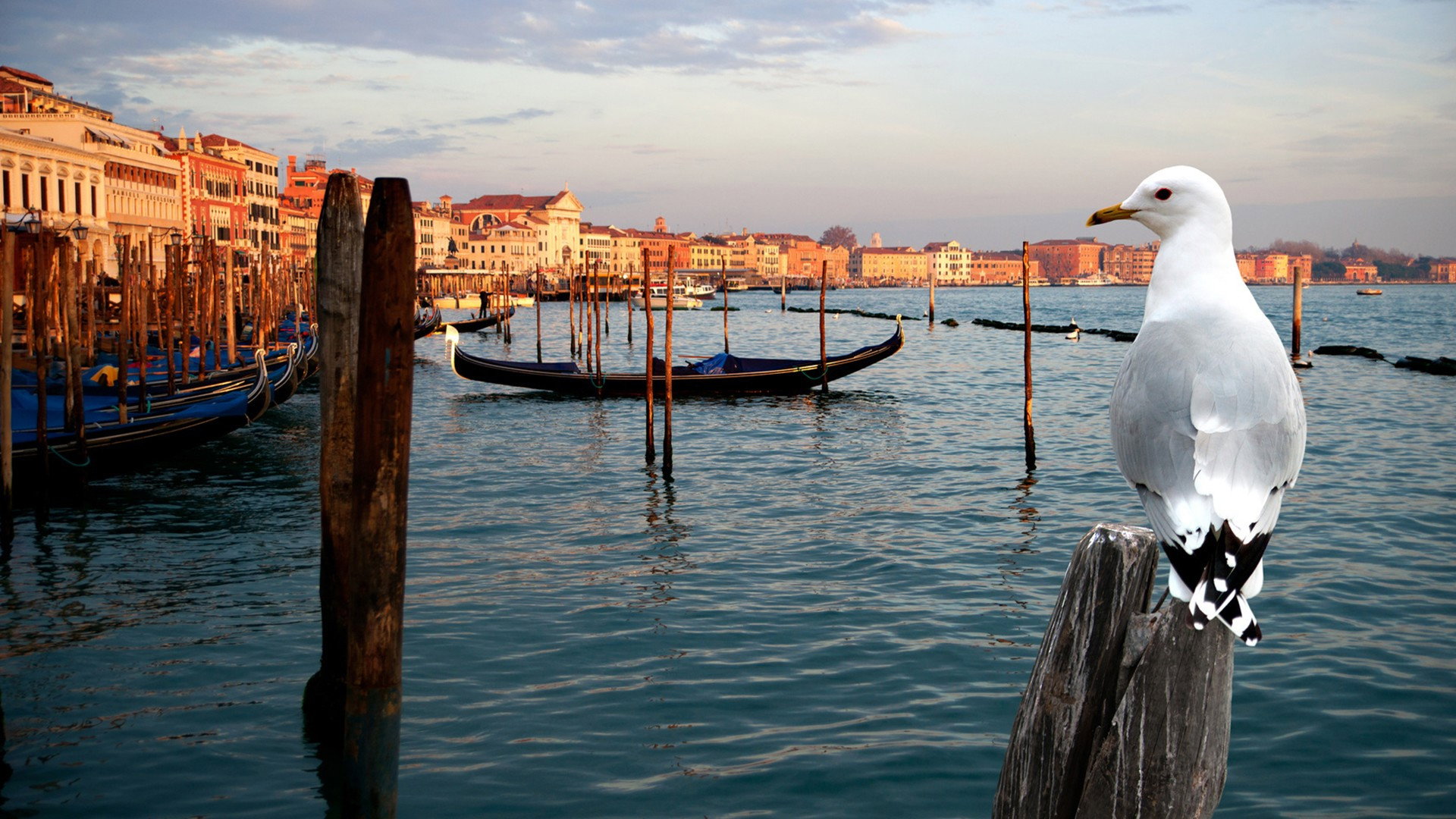 Wild Venice's poster