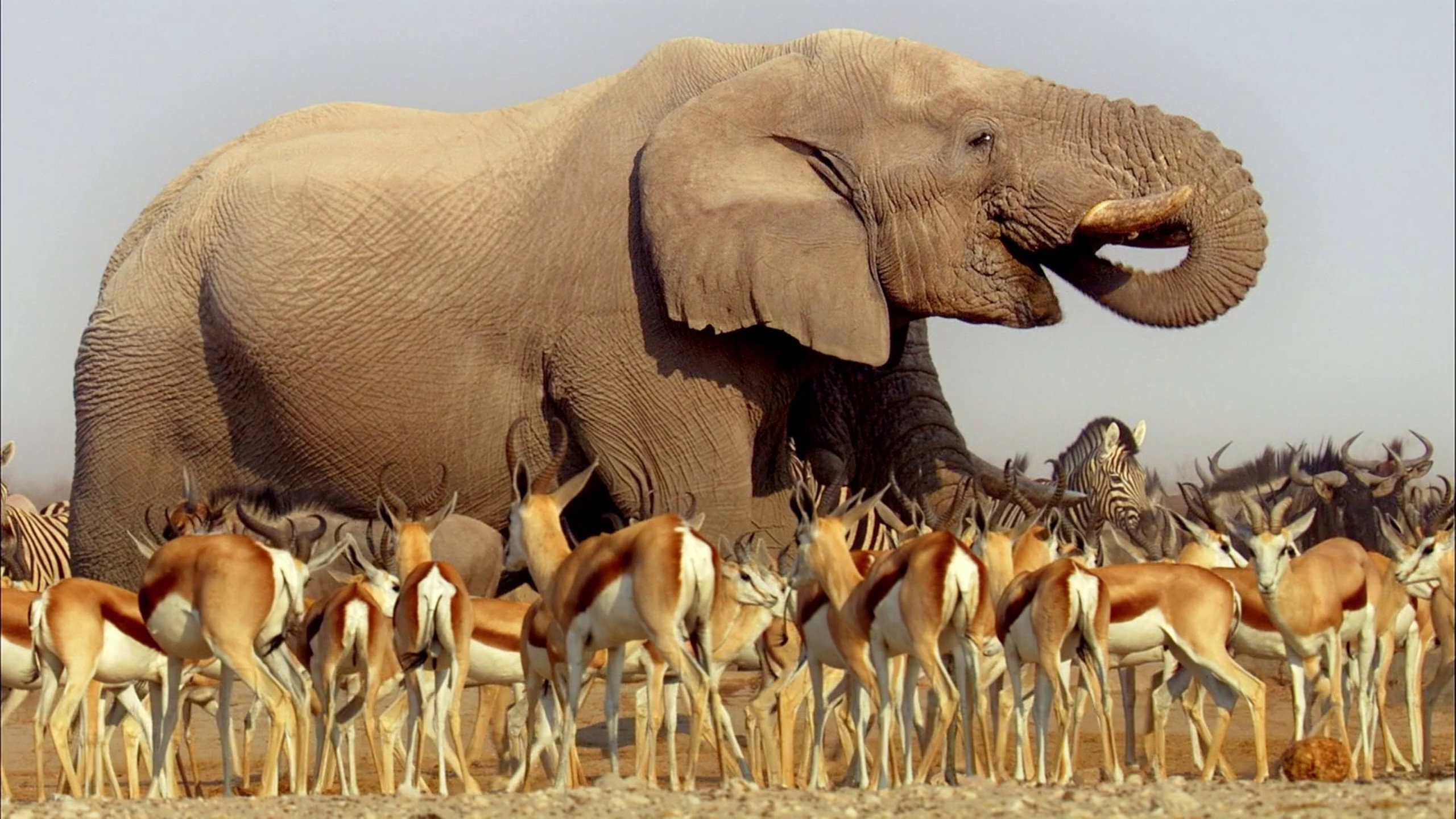 Africa's poster