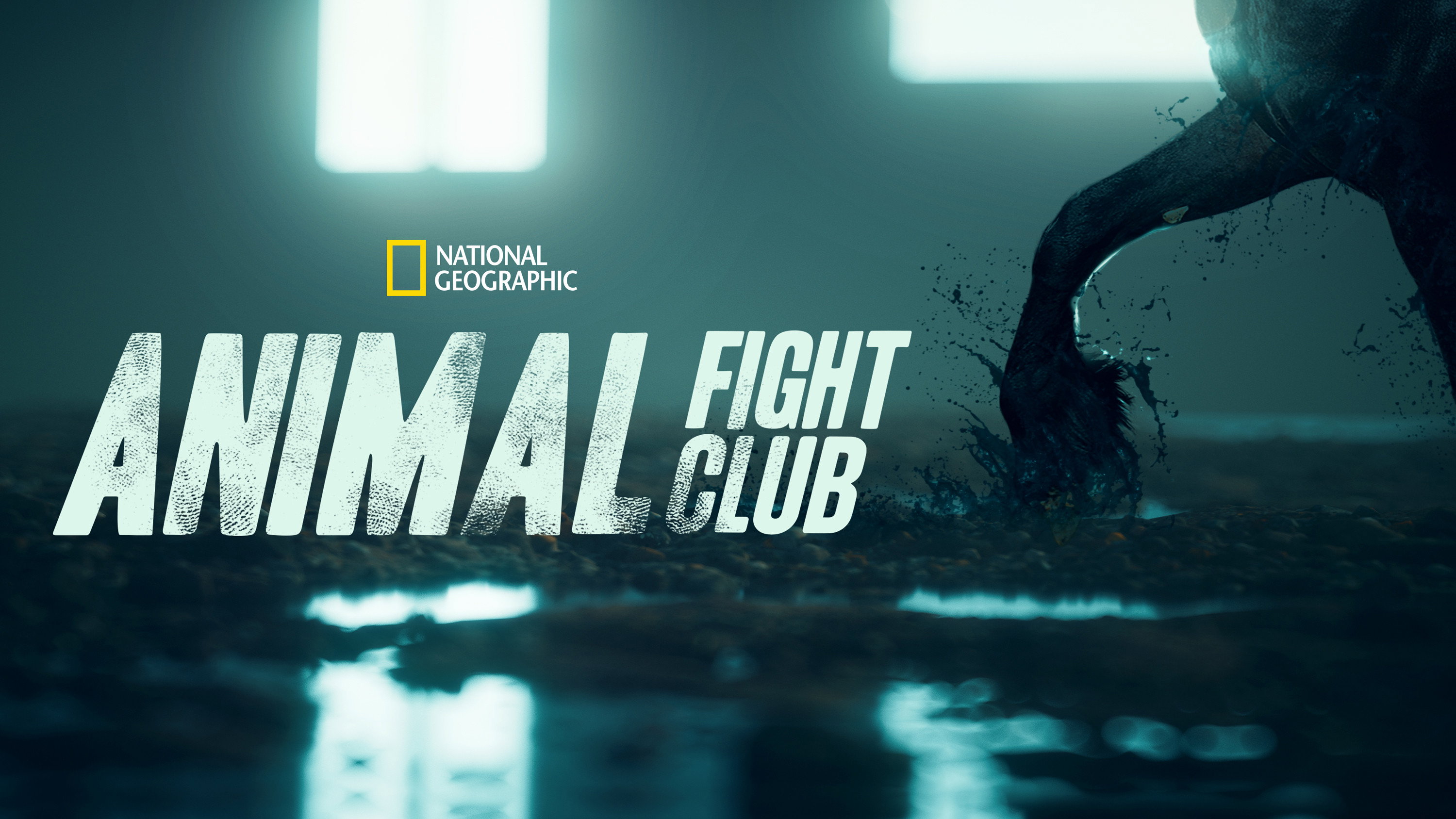 Animal Fight Night's poster